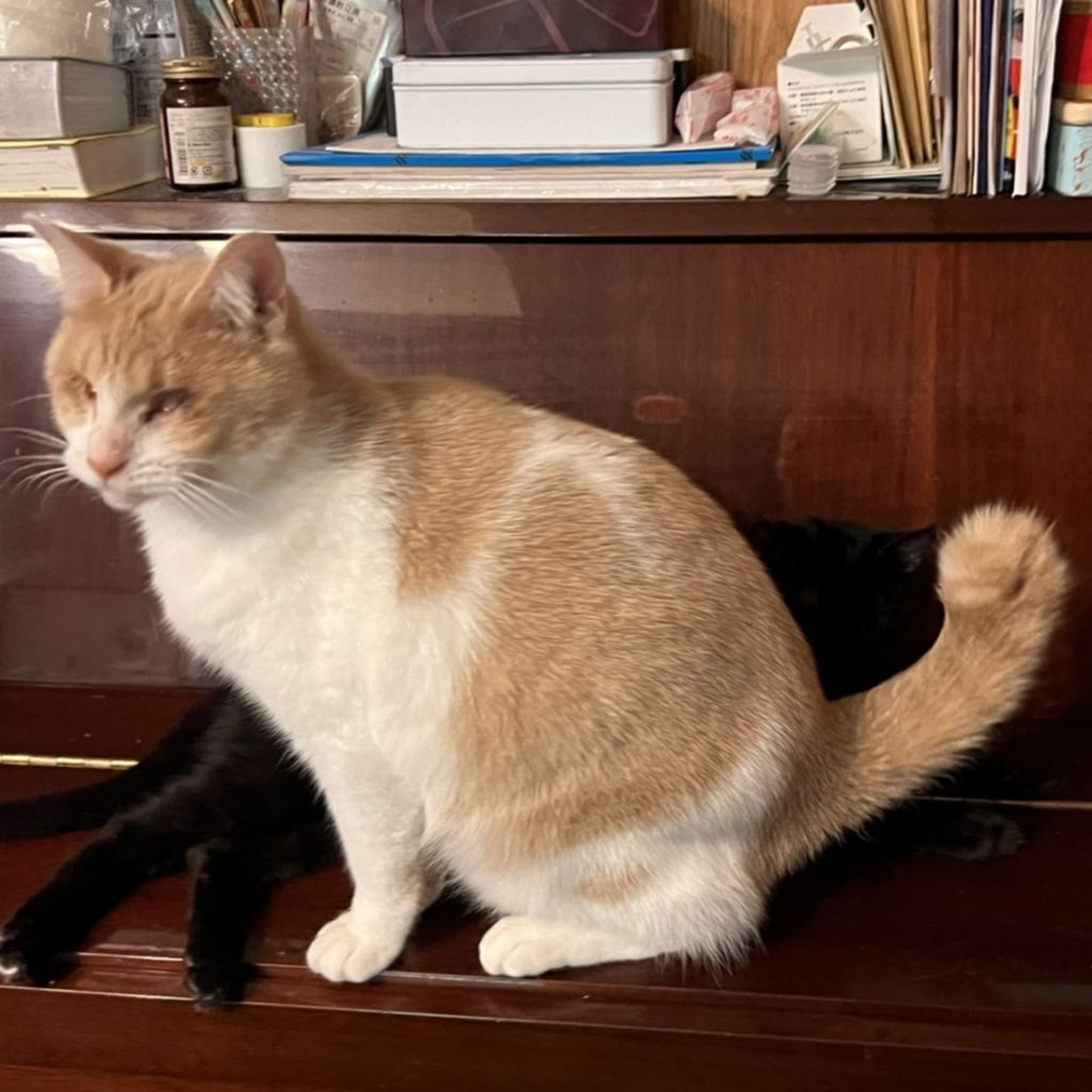 pet-image-4