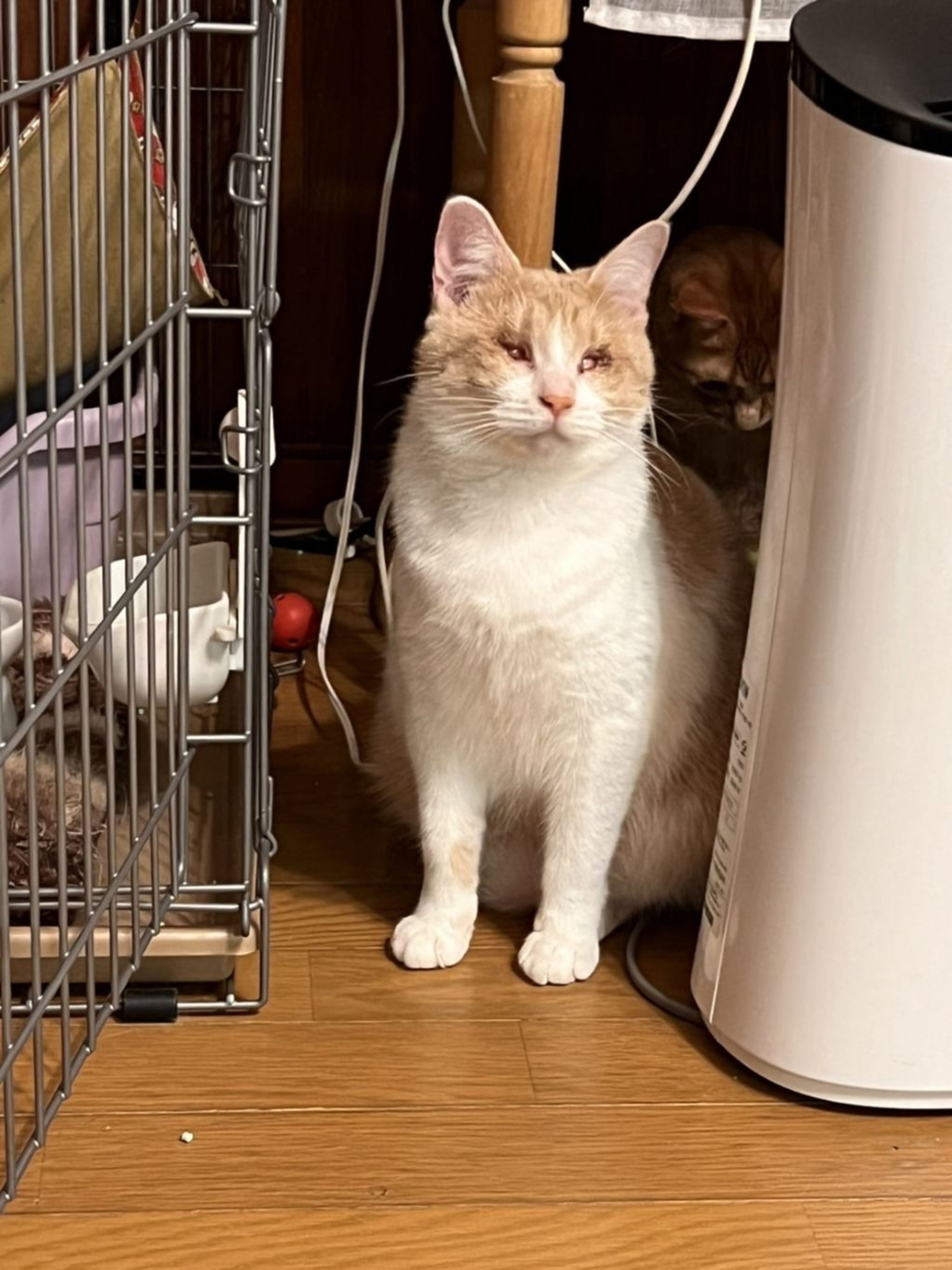 pet-image-6