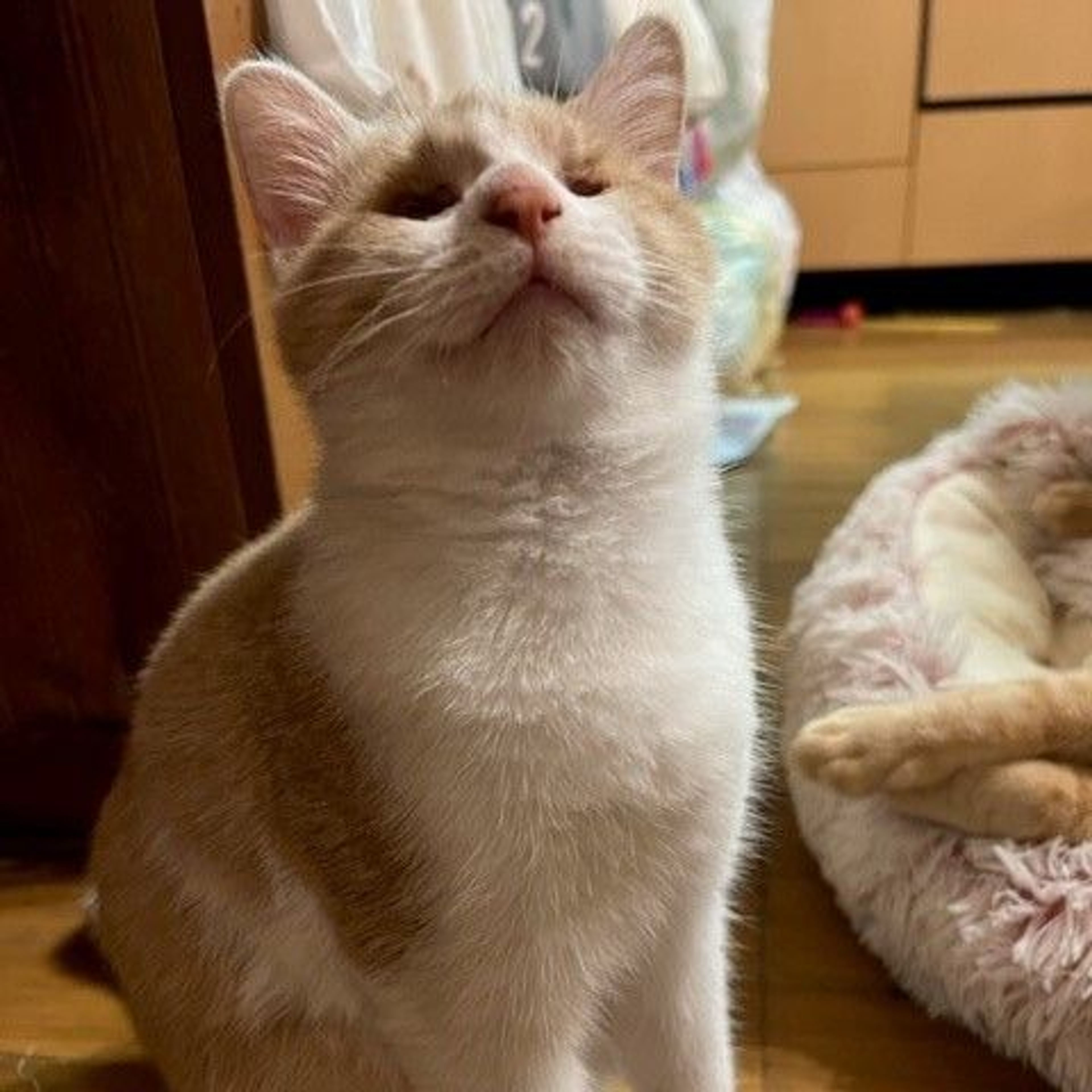 pet-image-2