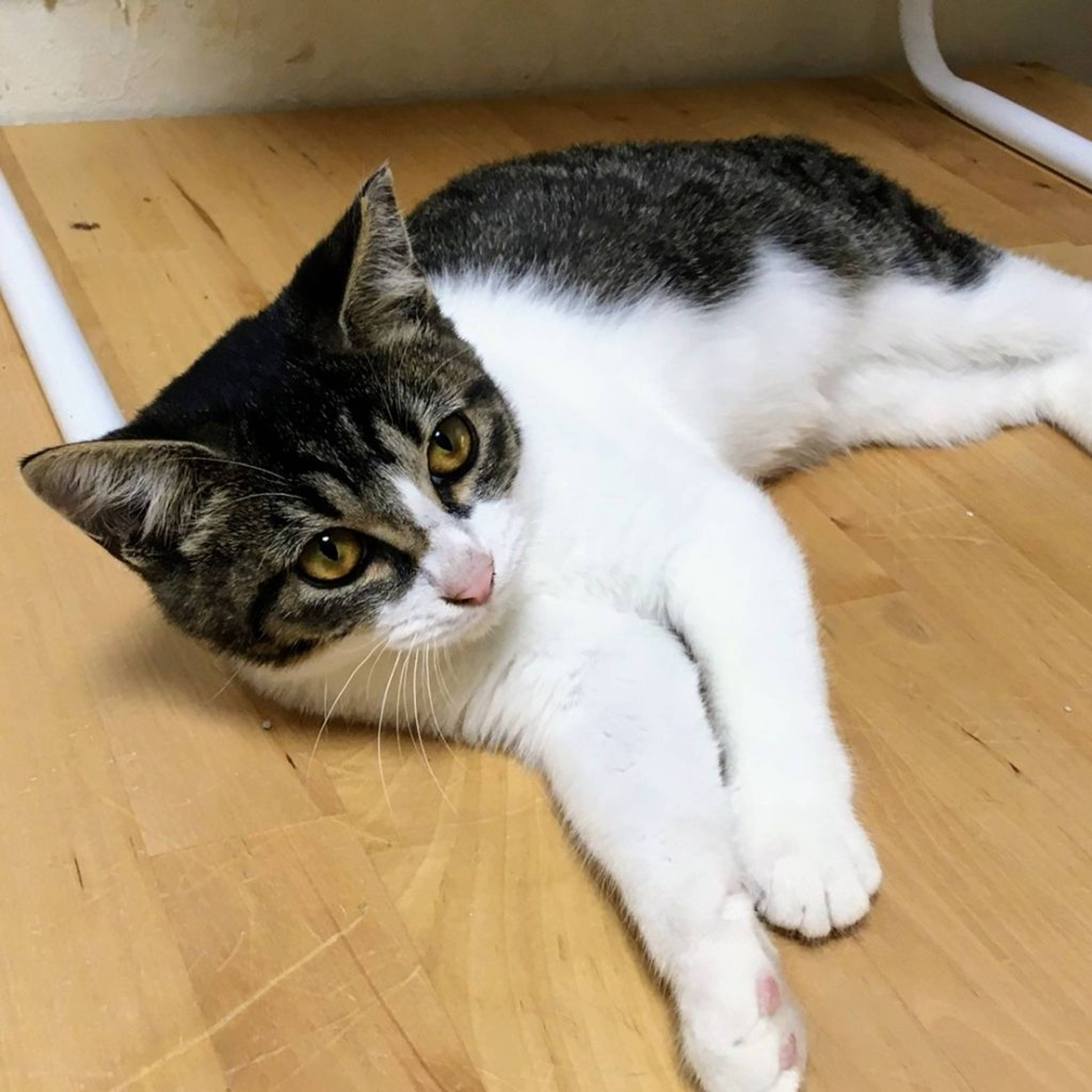 雑種（ミックス猫）・メスの里親募集の写真