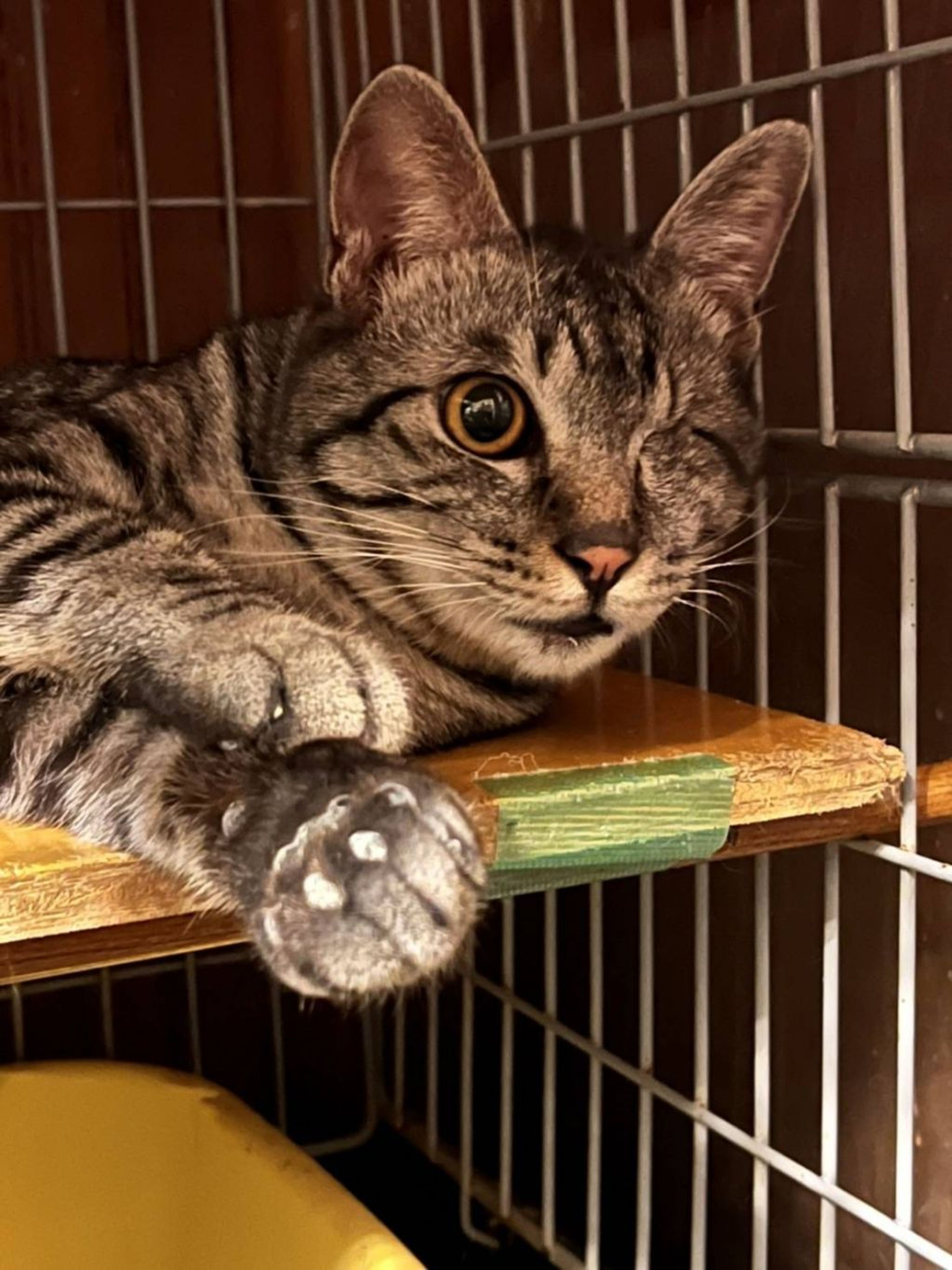 雑種（ミックス猫）・オスの里親募集の写真
