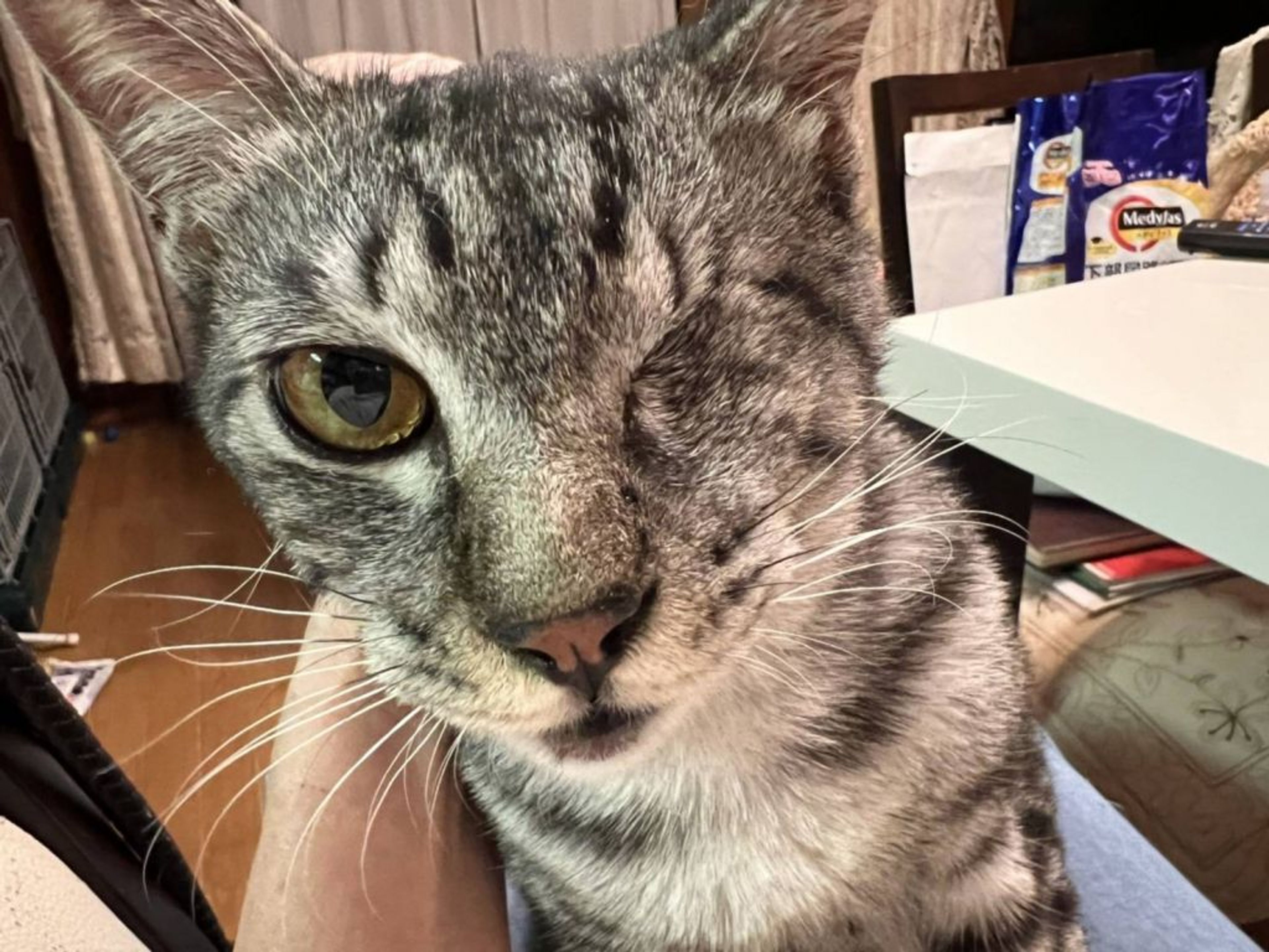 pet-image-2