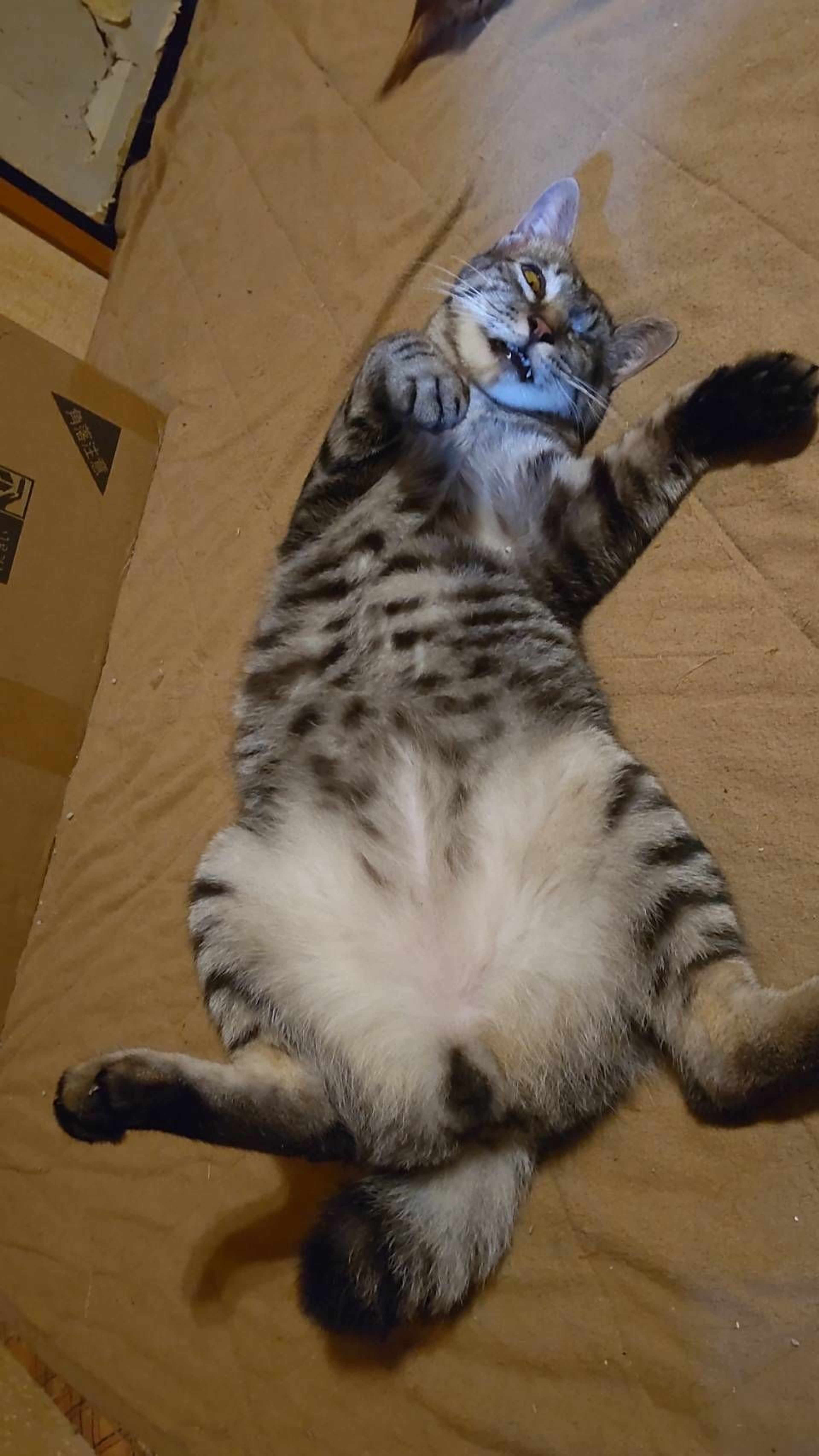 pet-image-3