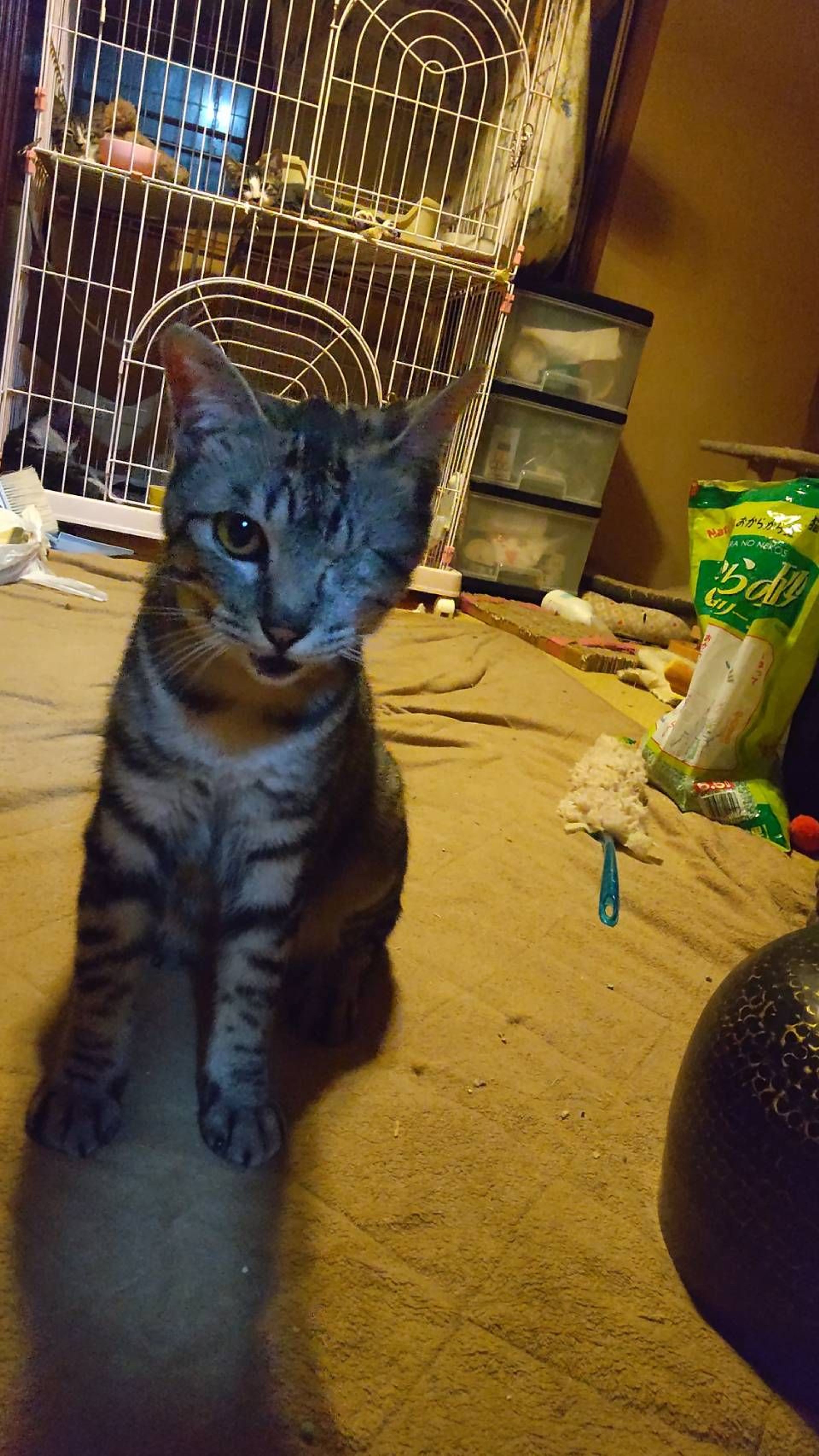 pet-image-4