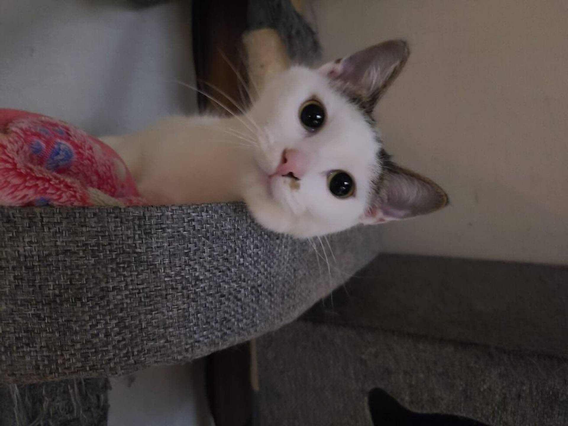 雑種（ミックス猫）・メスの里親募集の写真