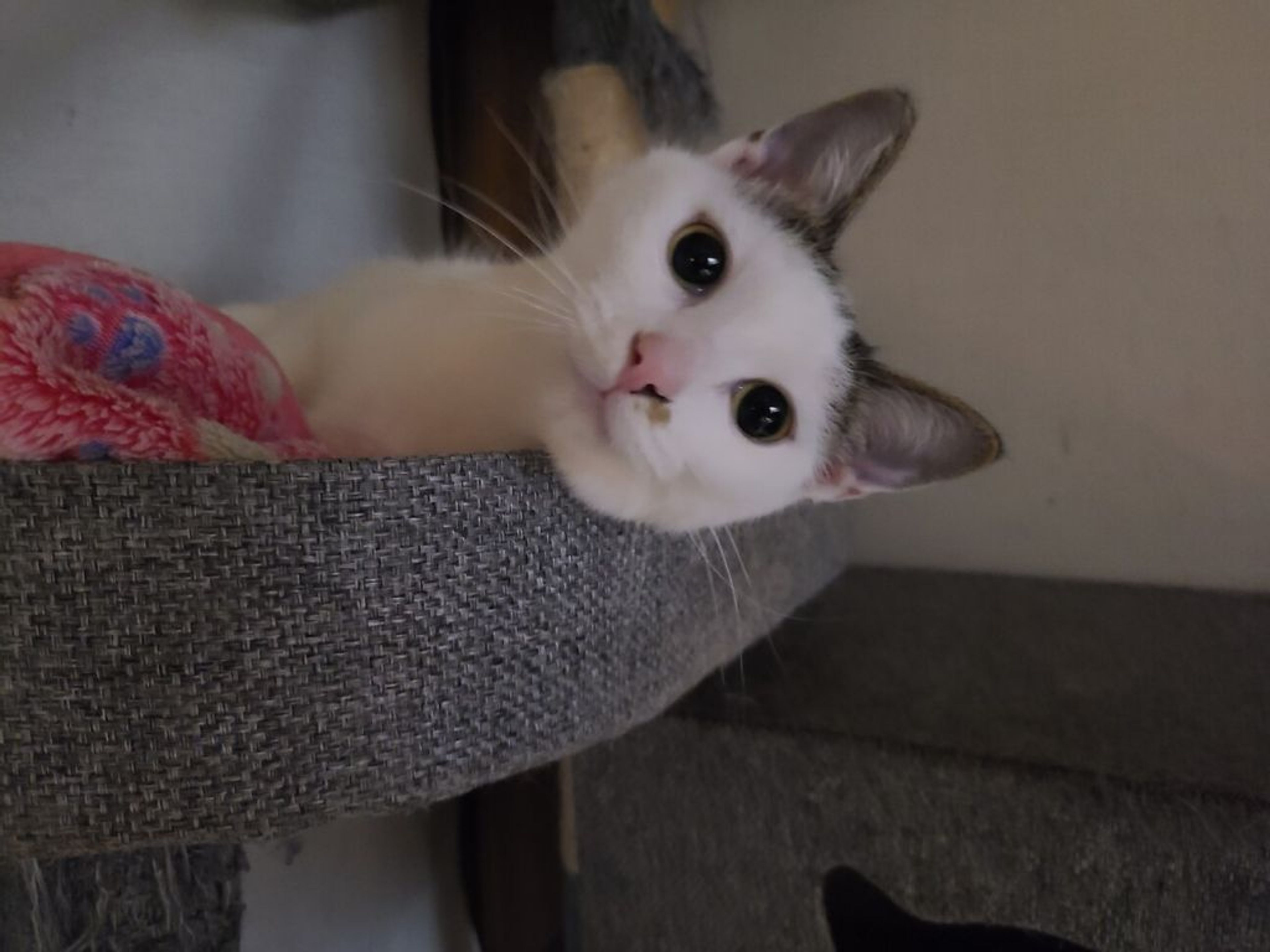 雑種（ミックス猫）・メスの里親募集の写真