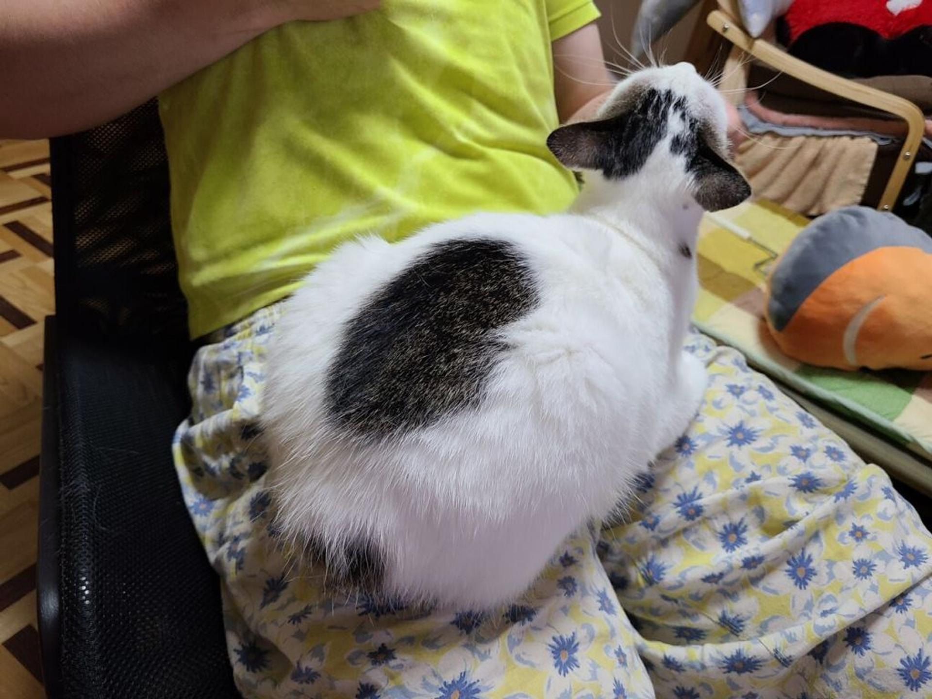 pet-image-2