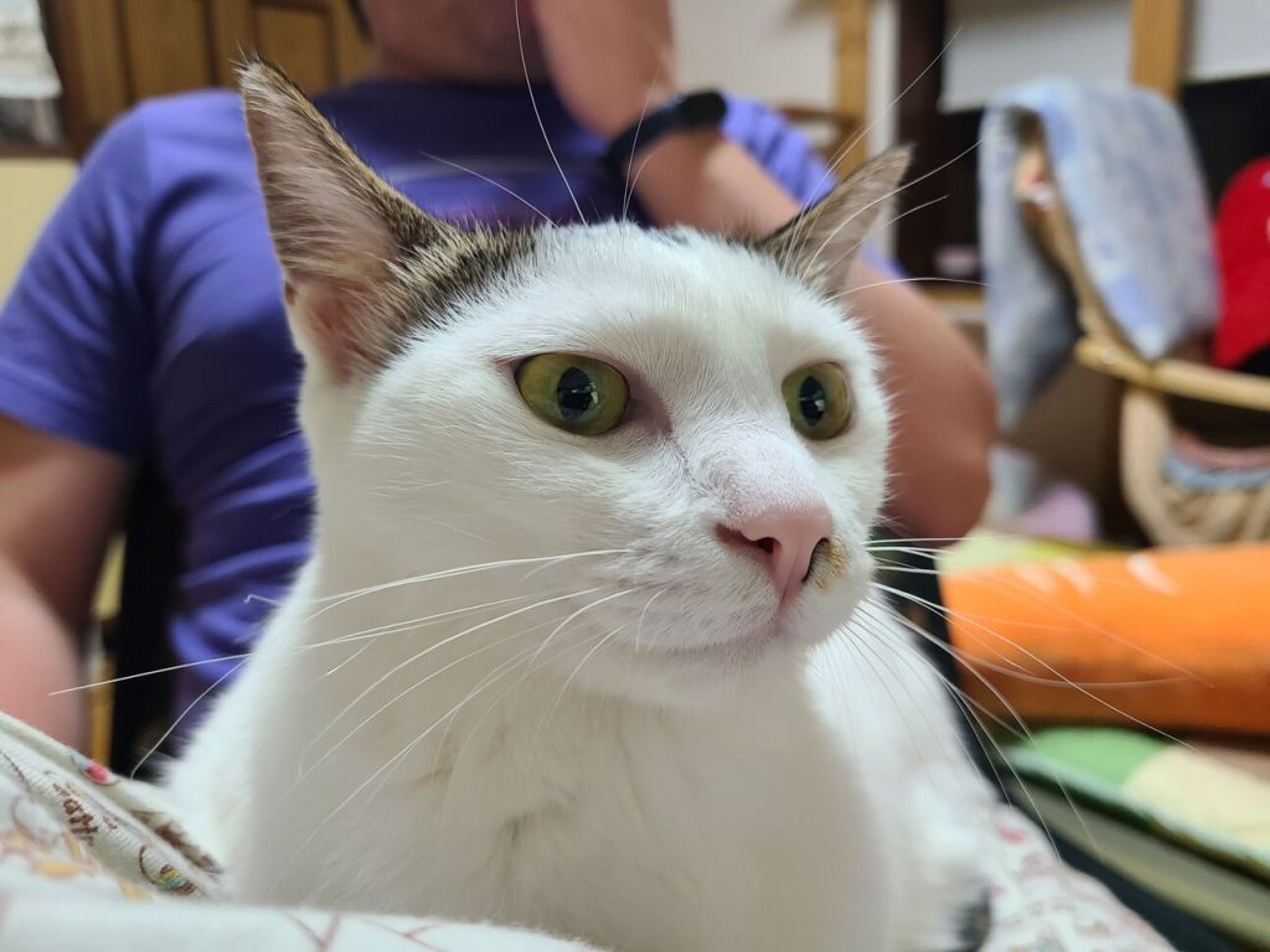 pet-image-4