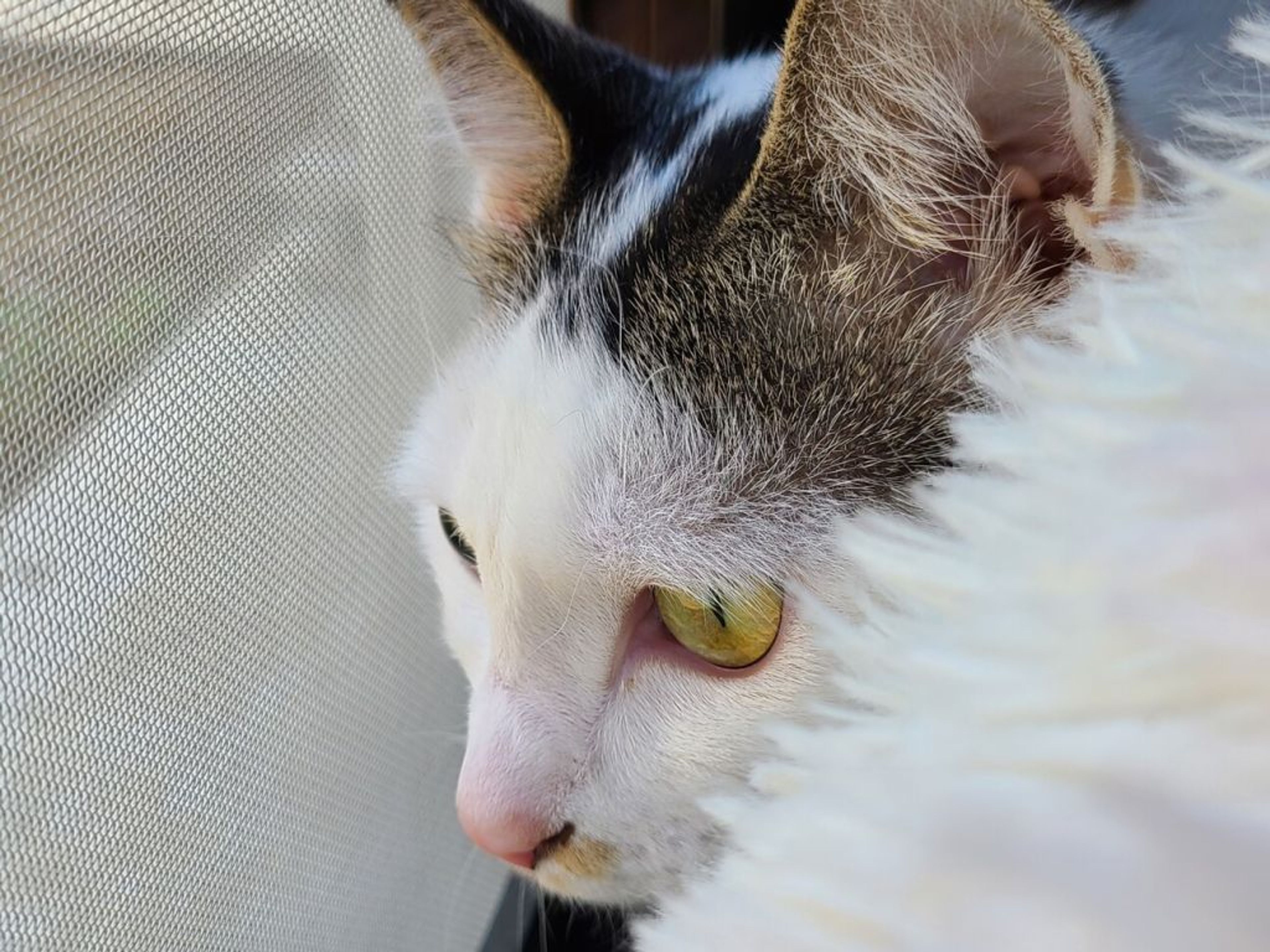 pet-image-5