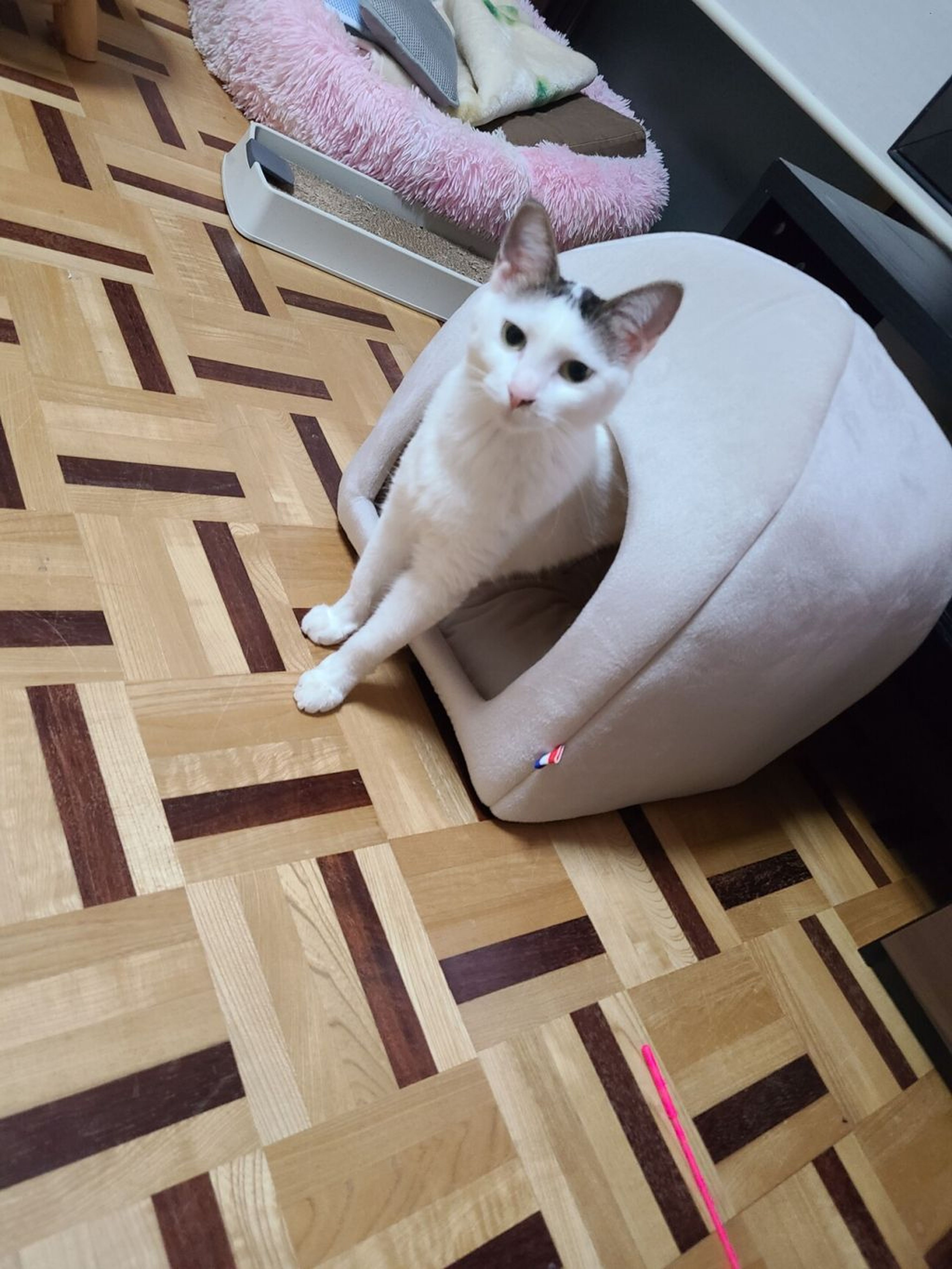 pet-image-6