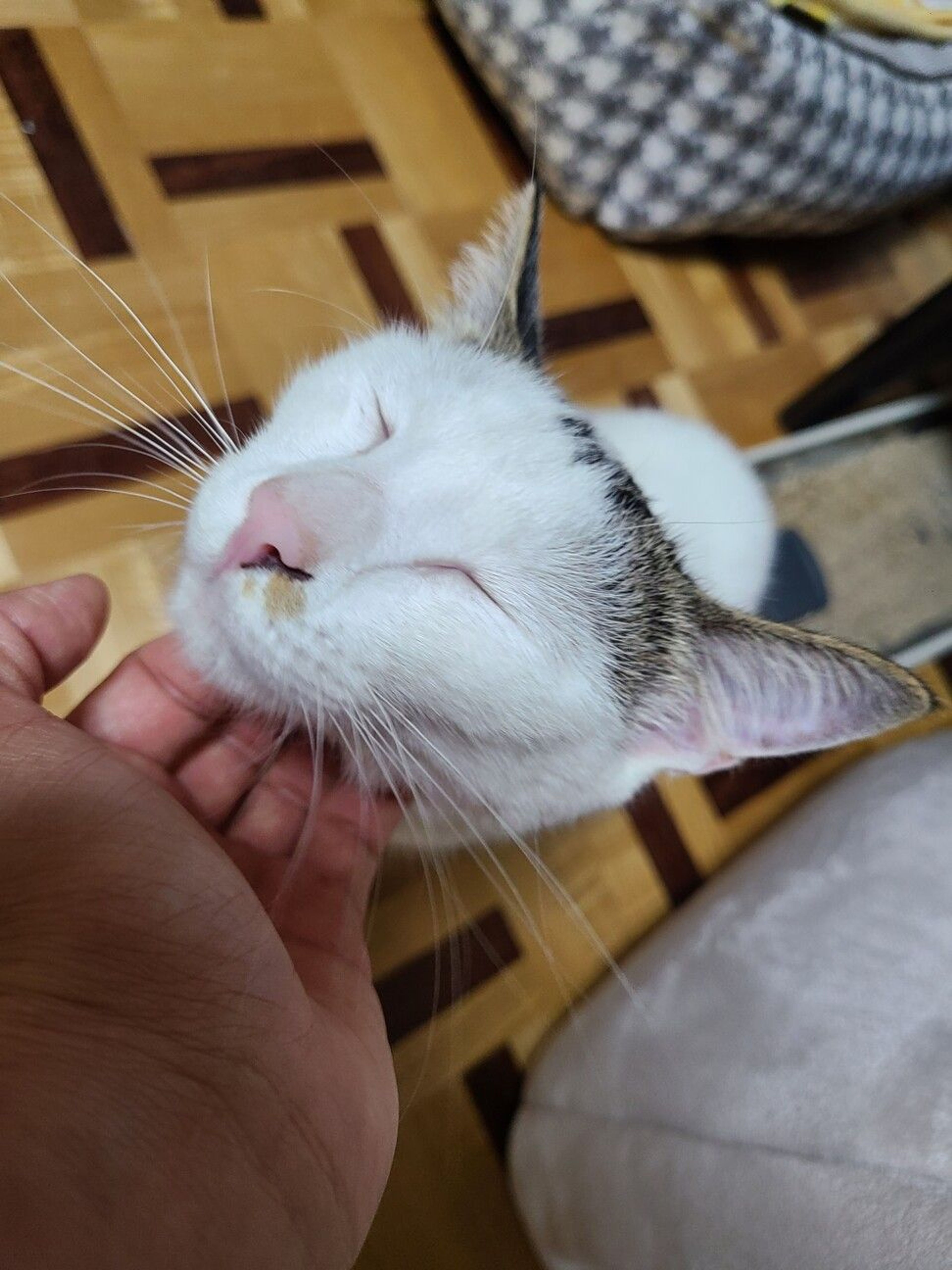 pet-image-7
