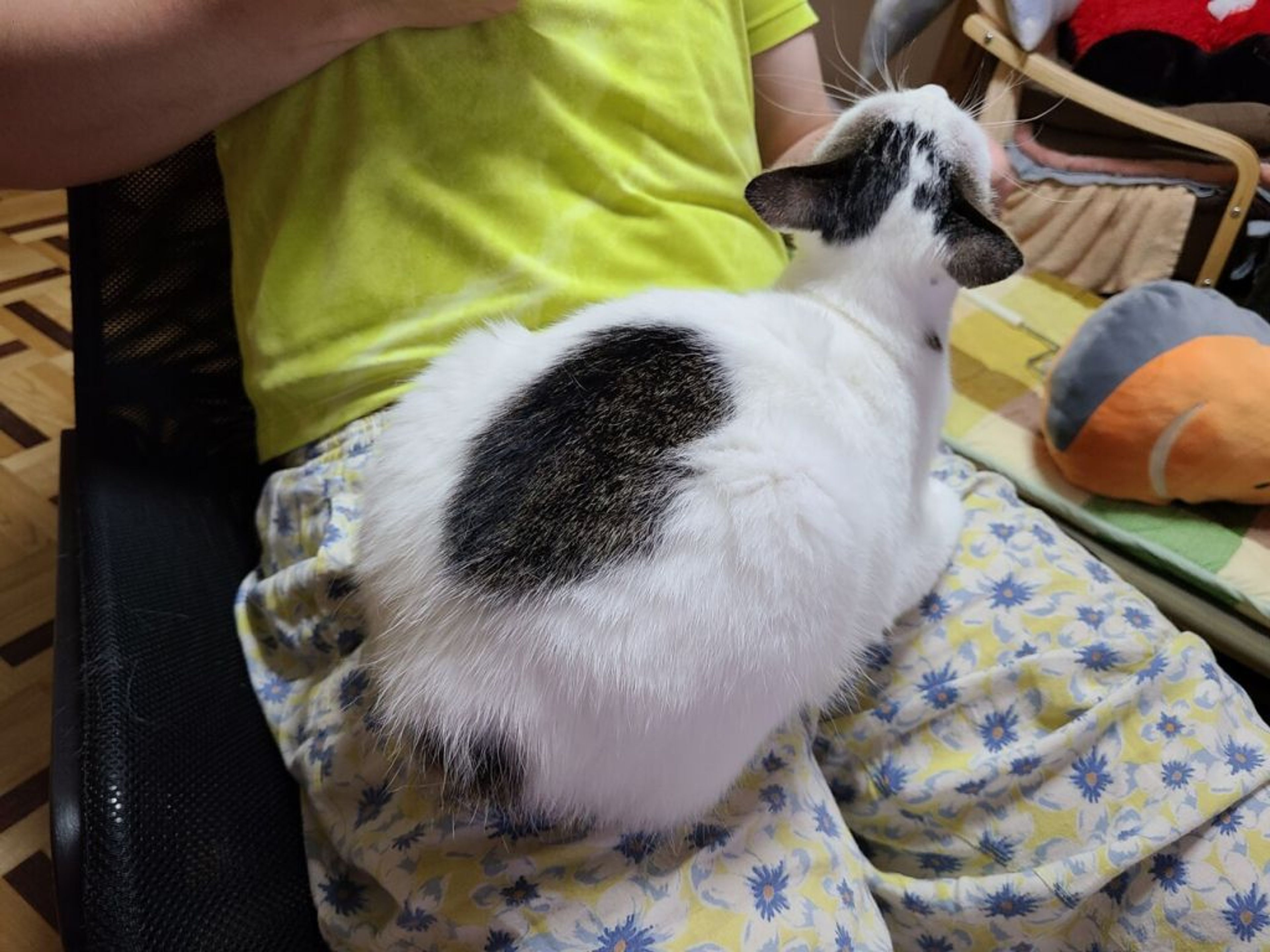 pet-image-8