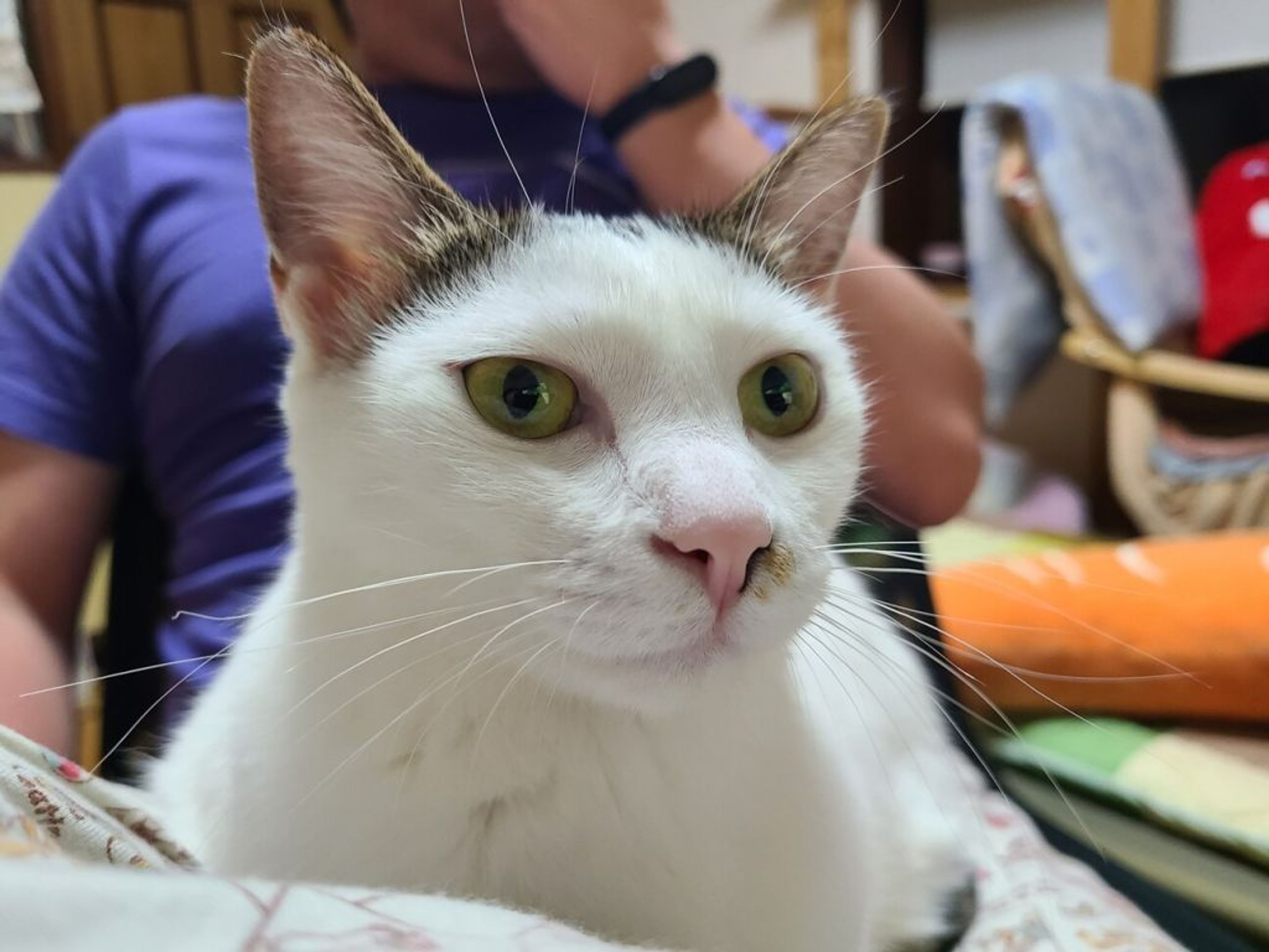 pet-image-9