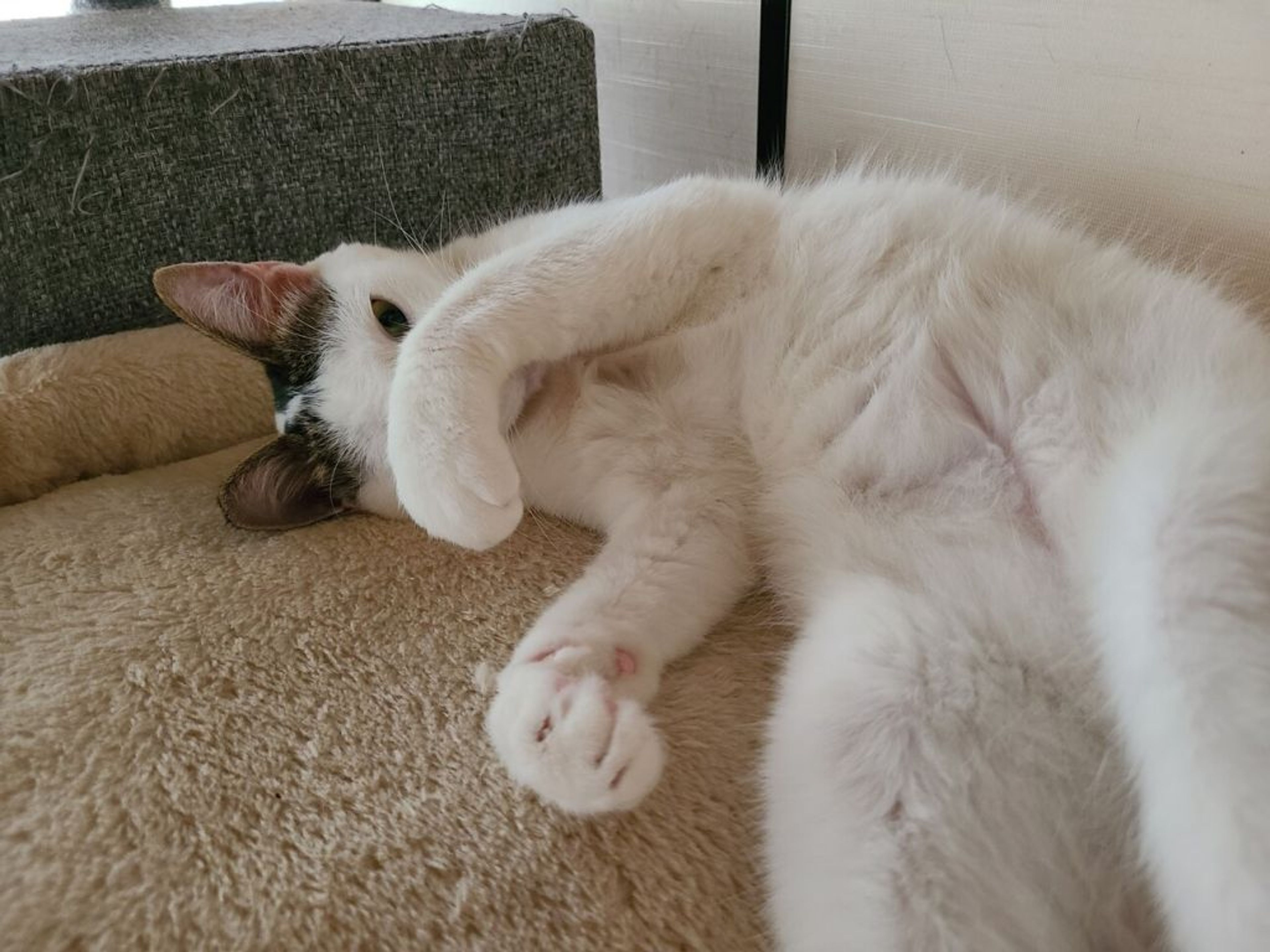 pet-image-10