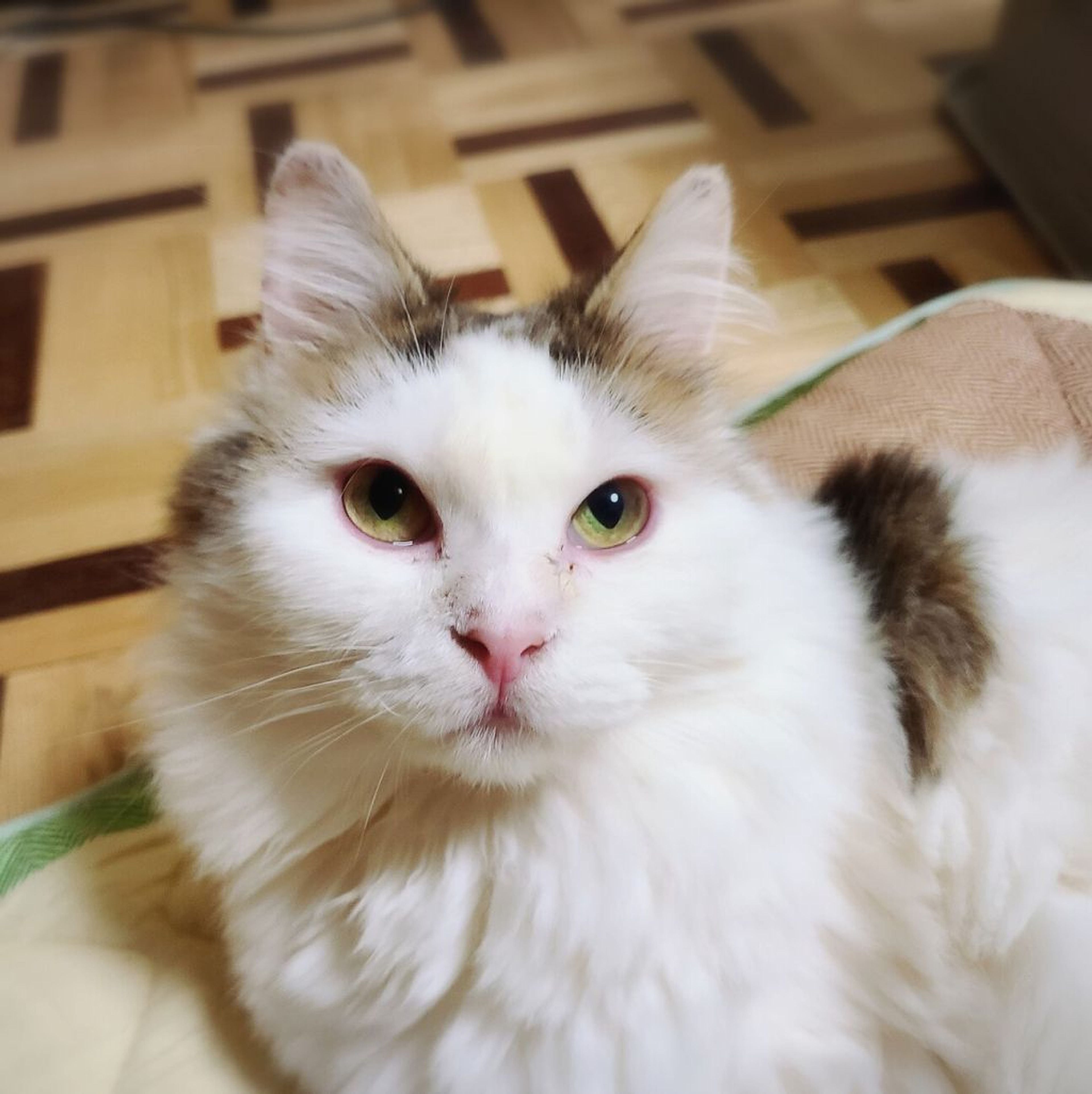 雑種（ミックス猫）・メスの里親募集の写真