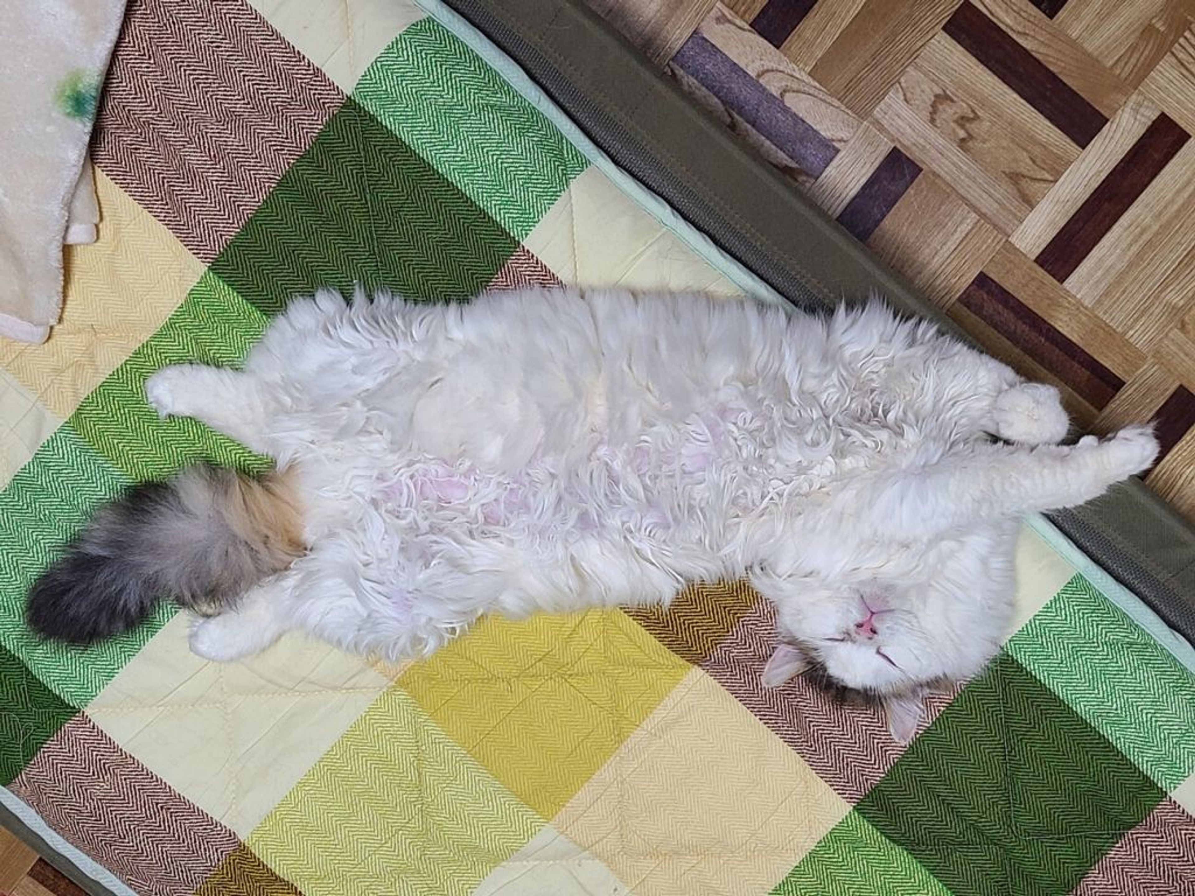 pet-image-2