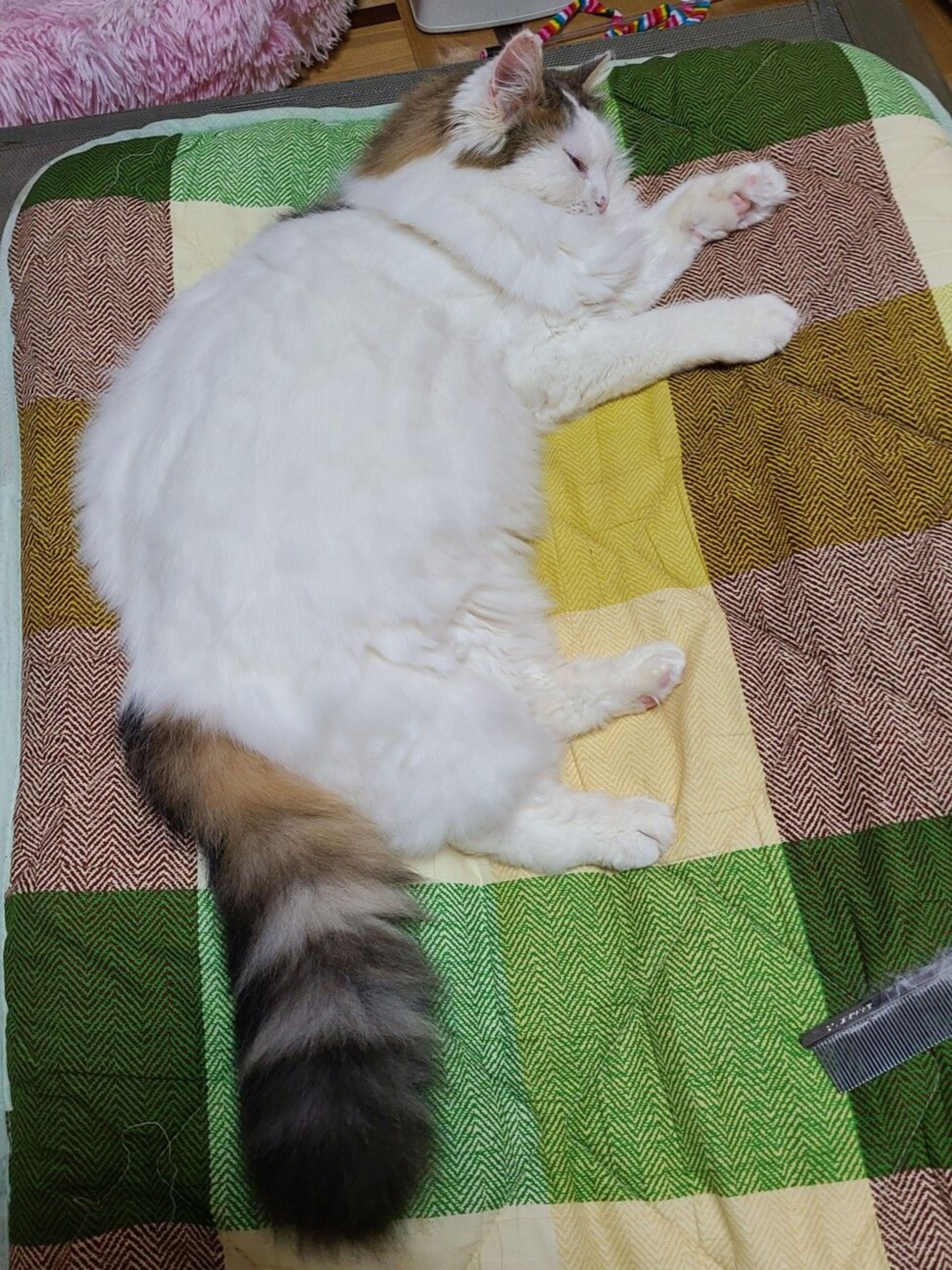 pet-image-3