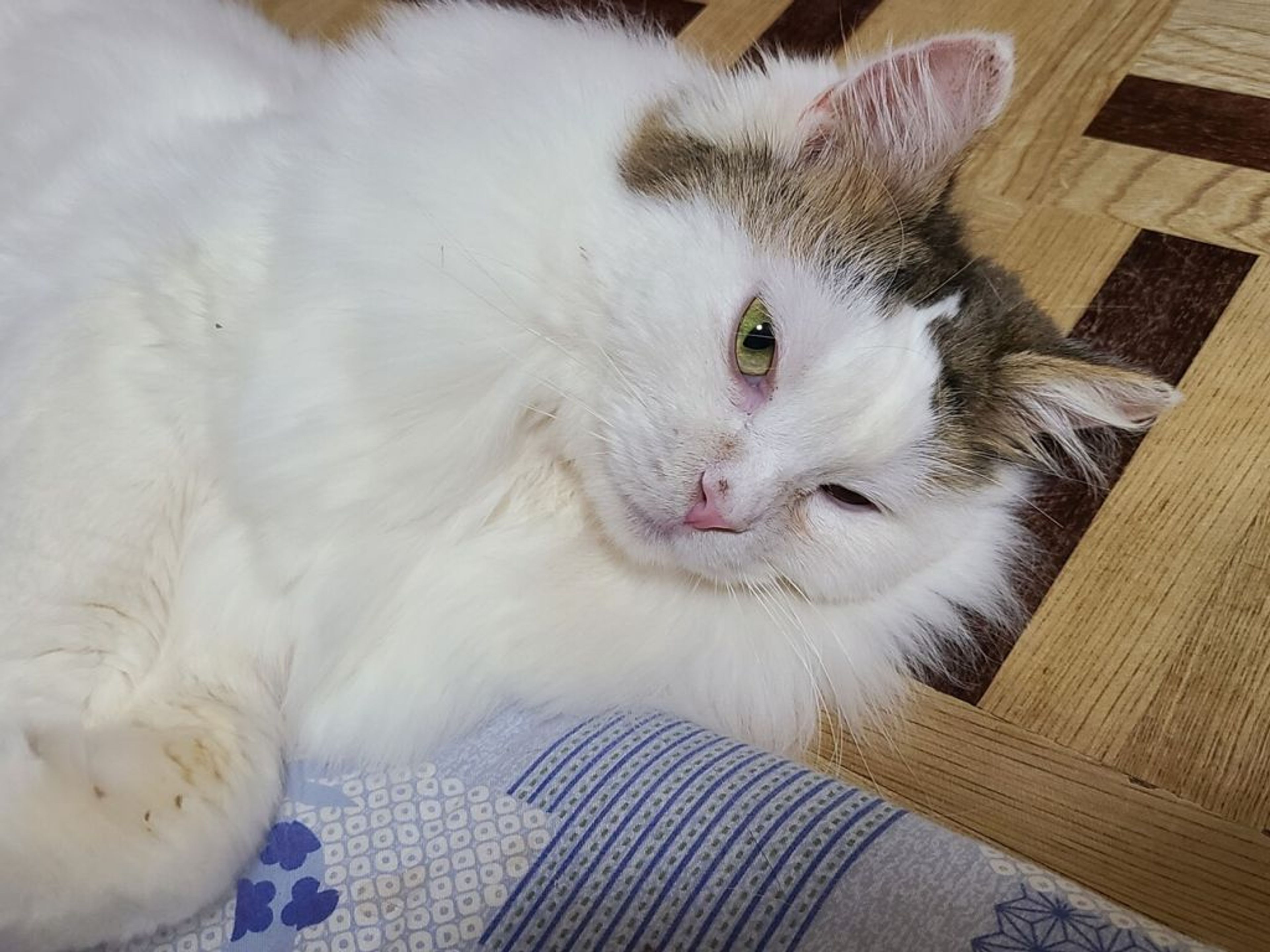 pet-image-4