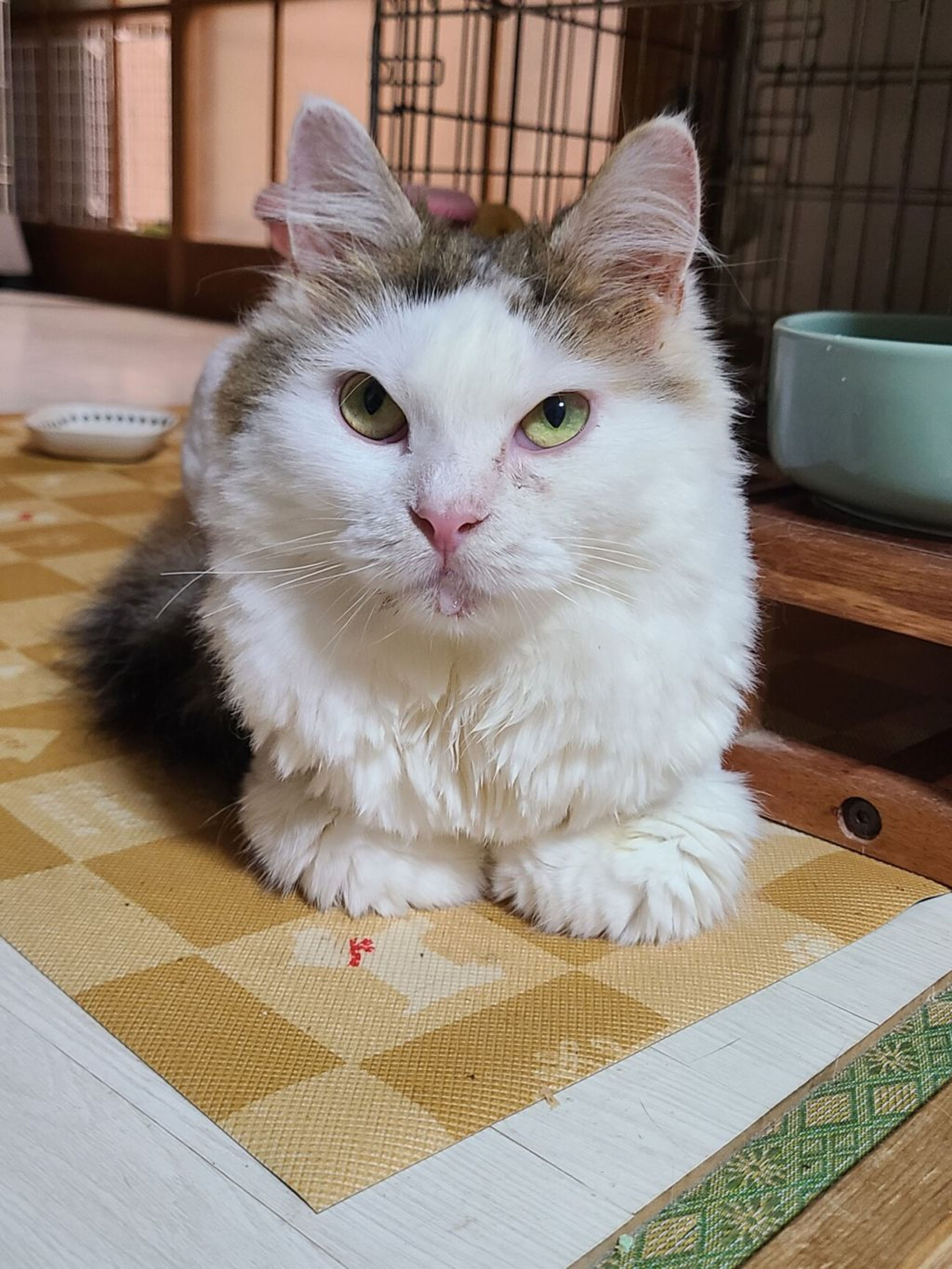 pet-image-5