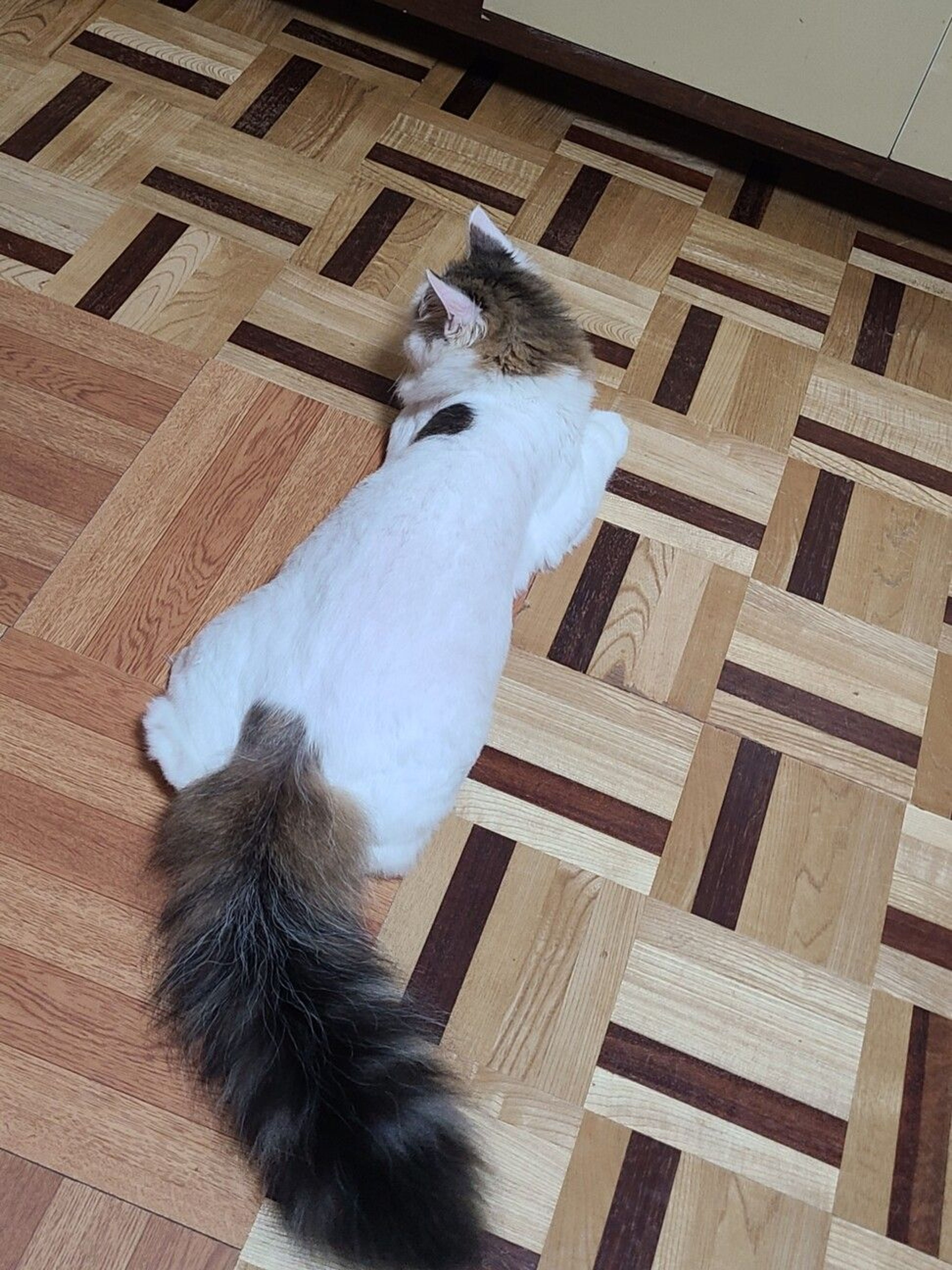 pet-image-6