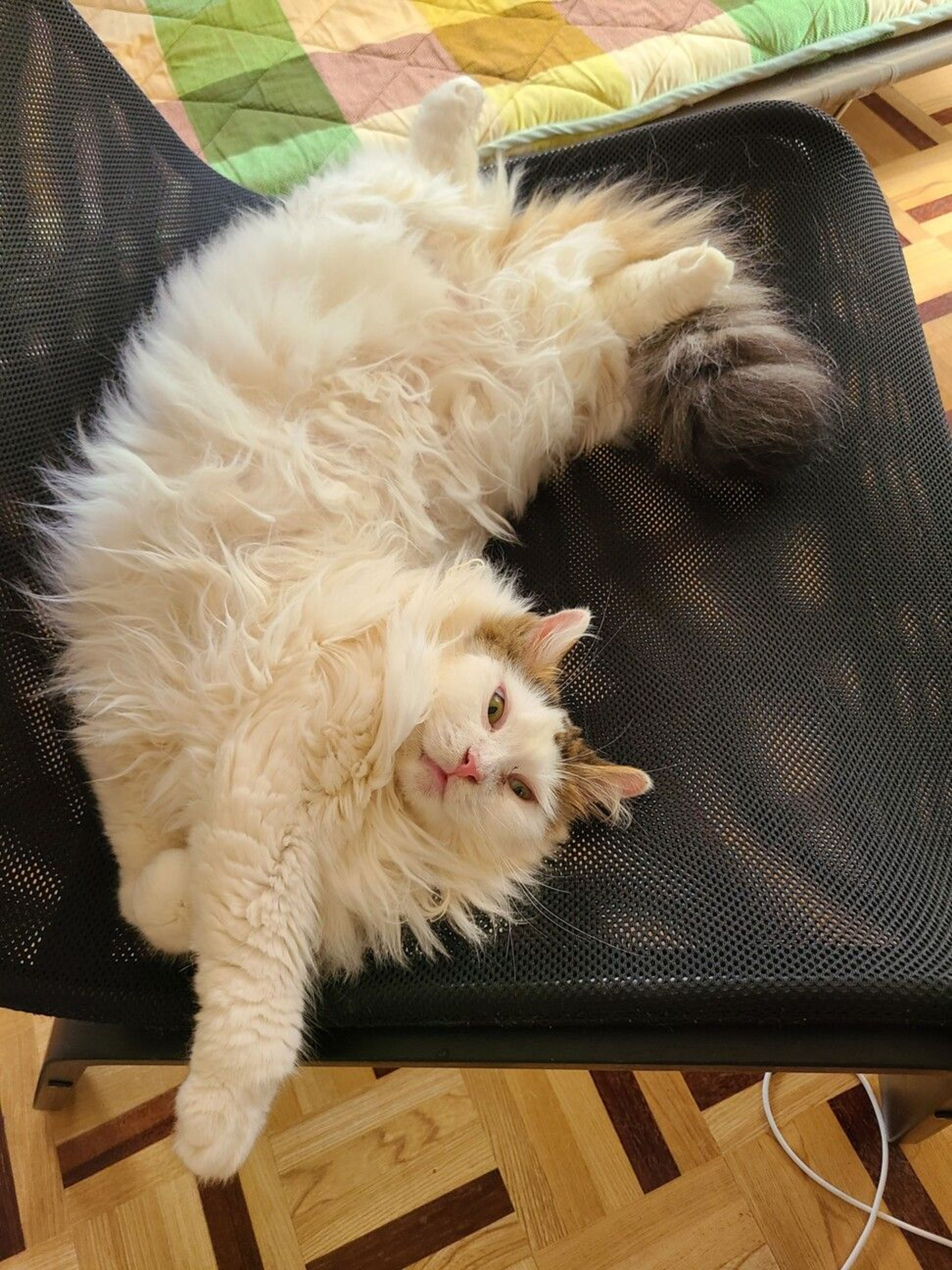 pet-image-7