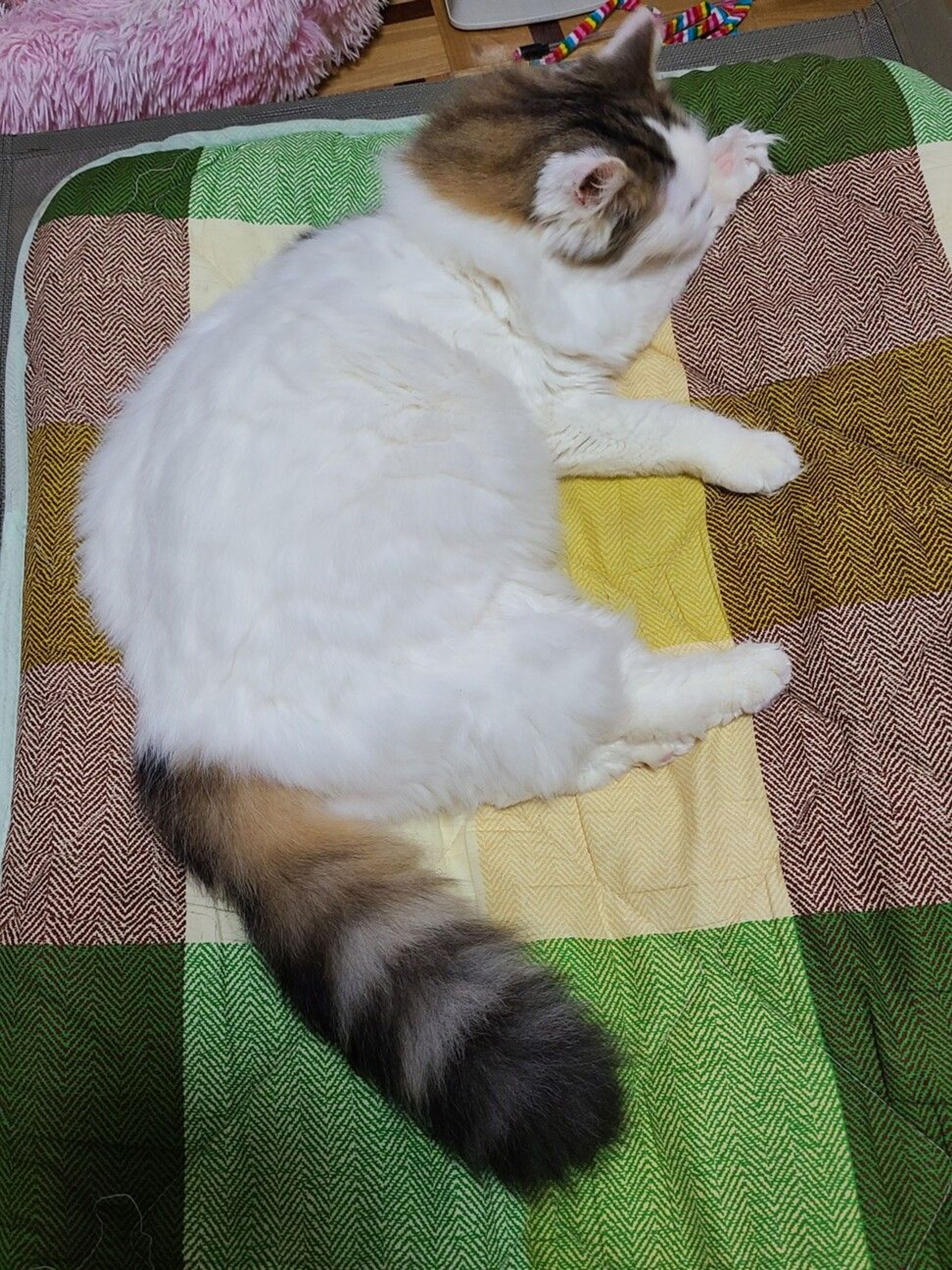pet-image-8