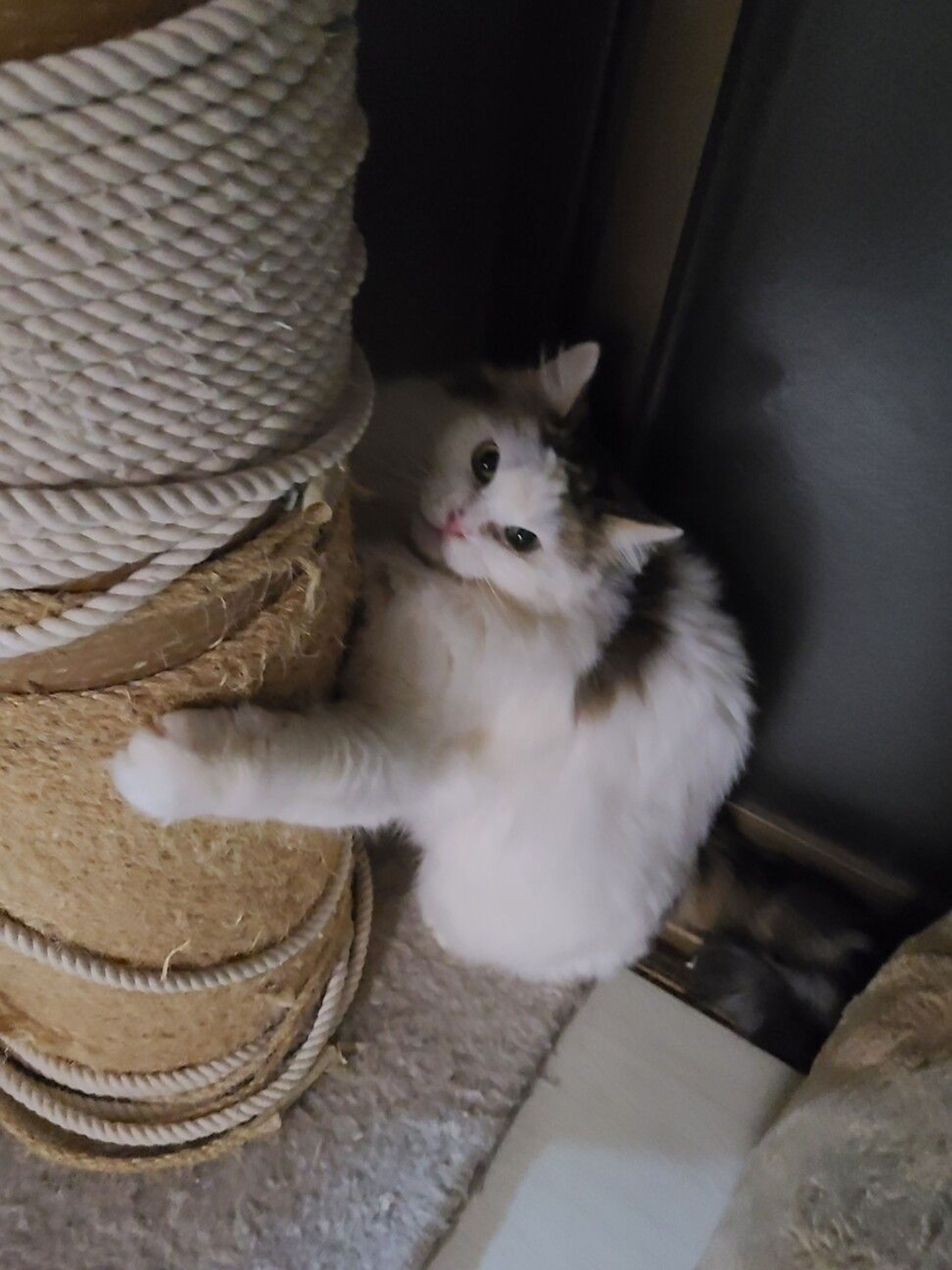pet-image-9