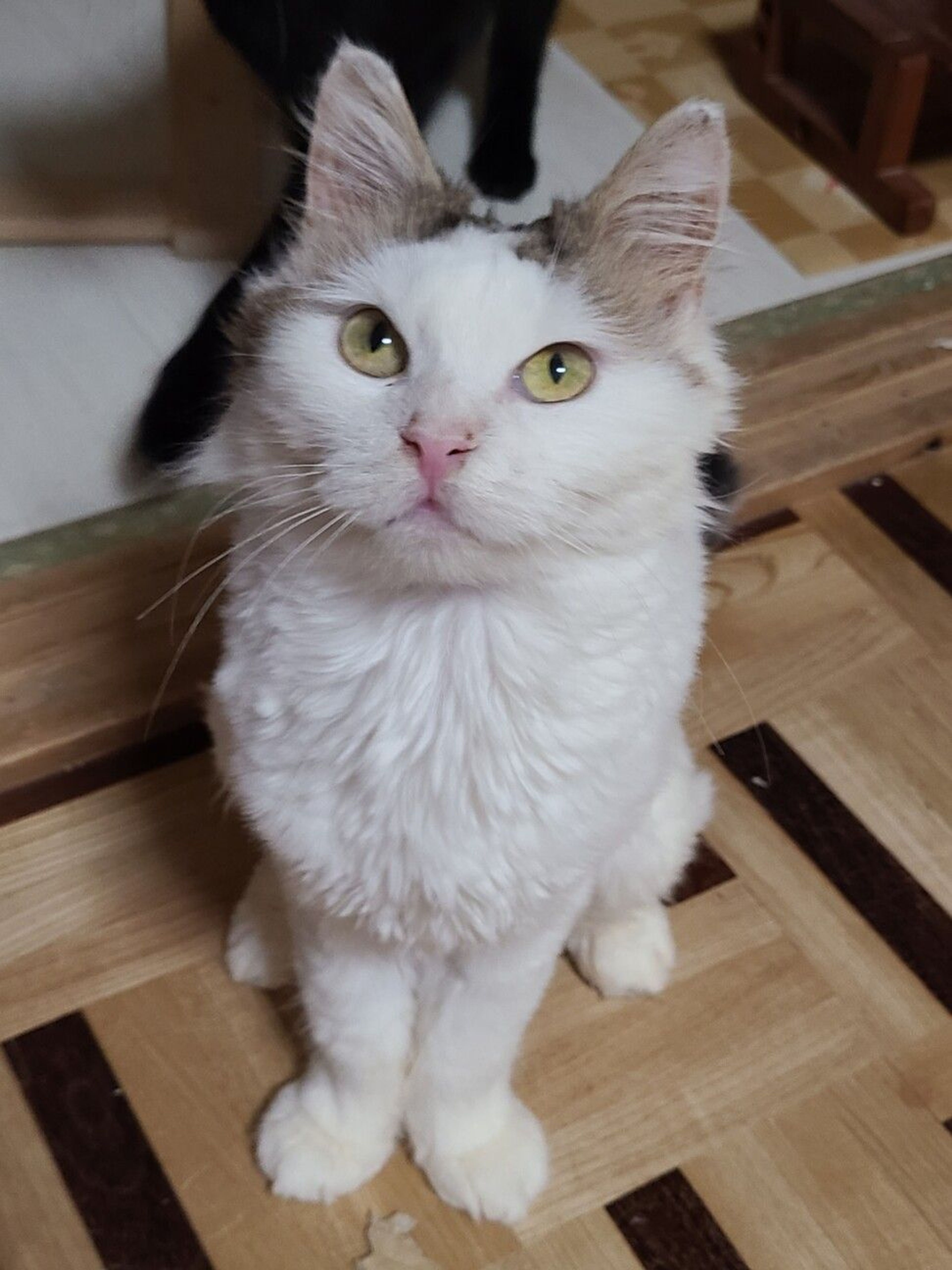 pet-image-10