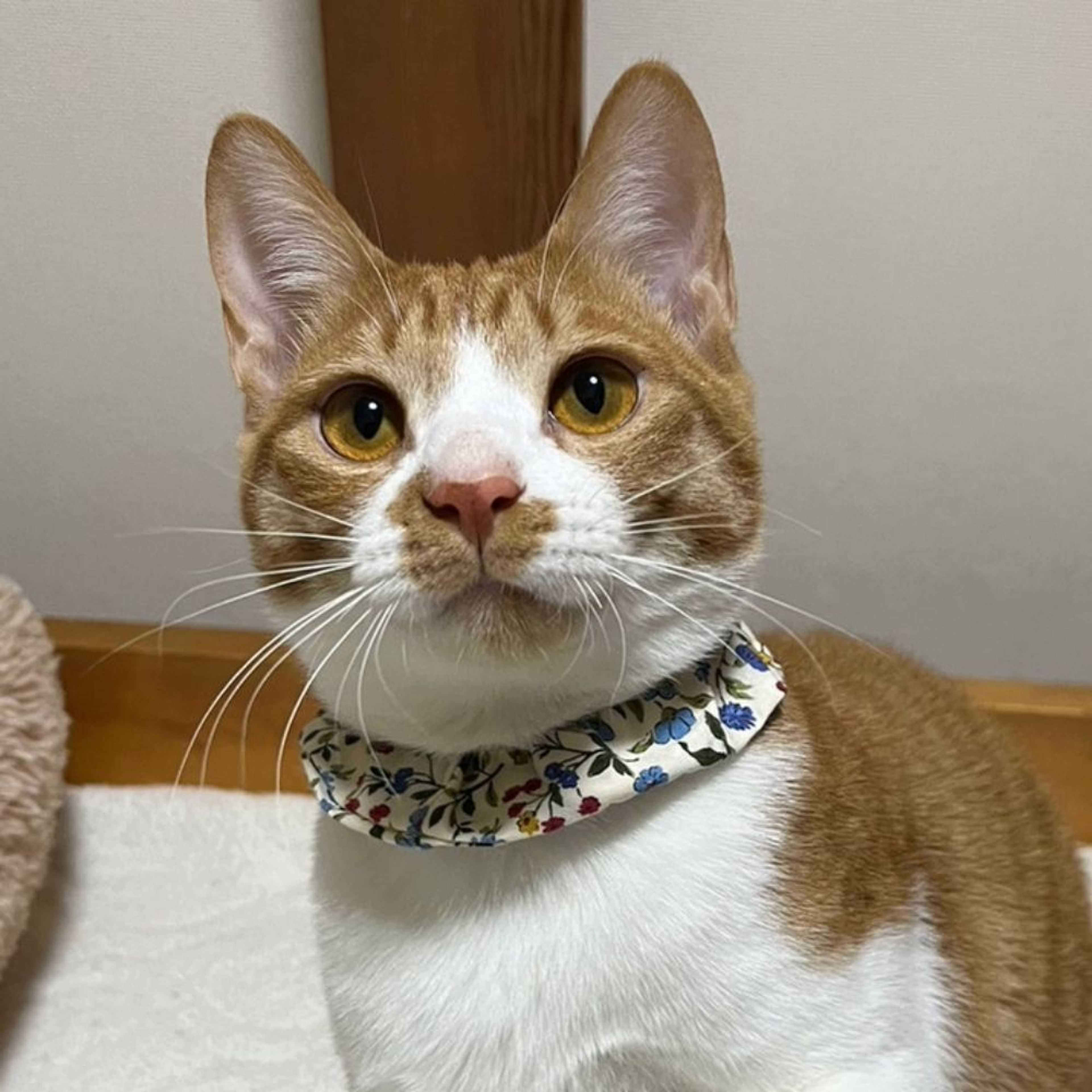 雑種（ミックス猫）・オスの里親募集の写真