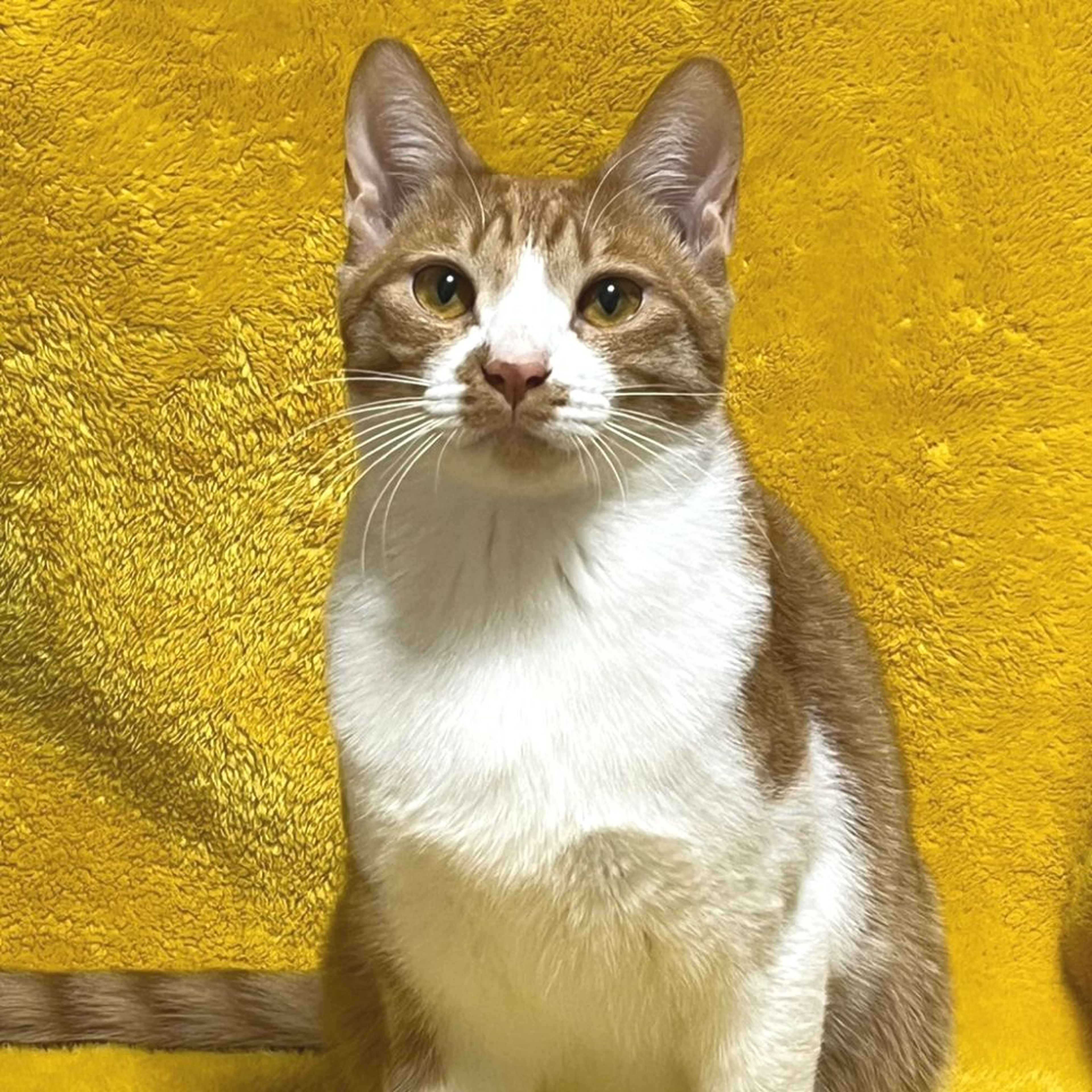 pet-image-2