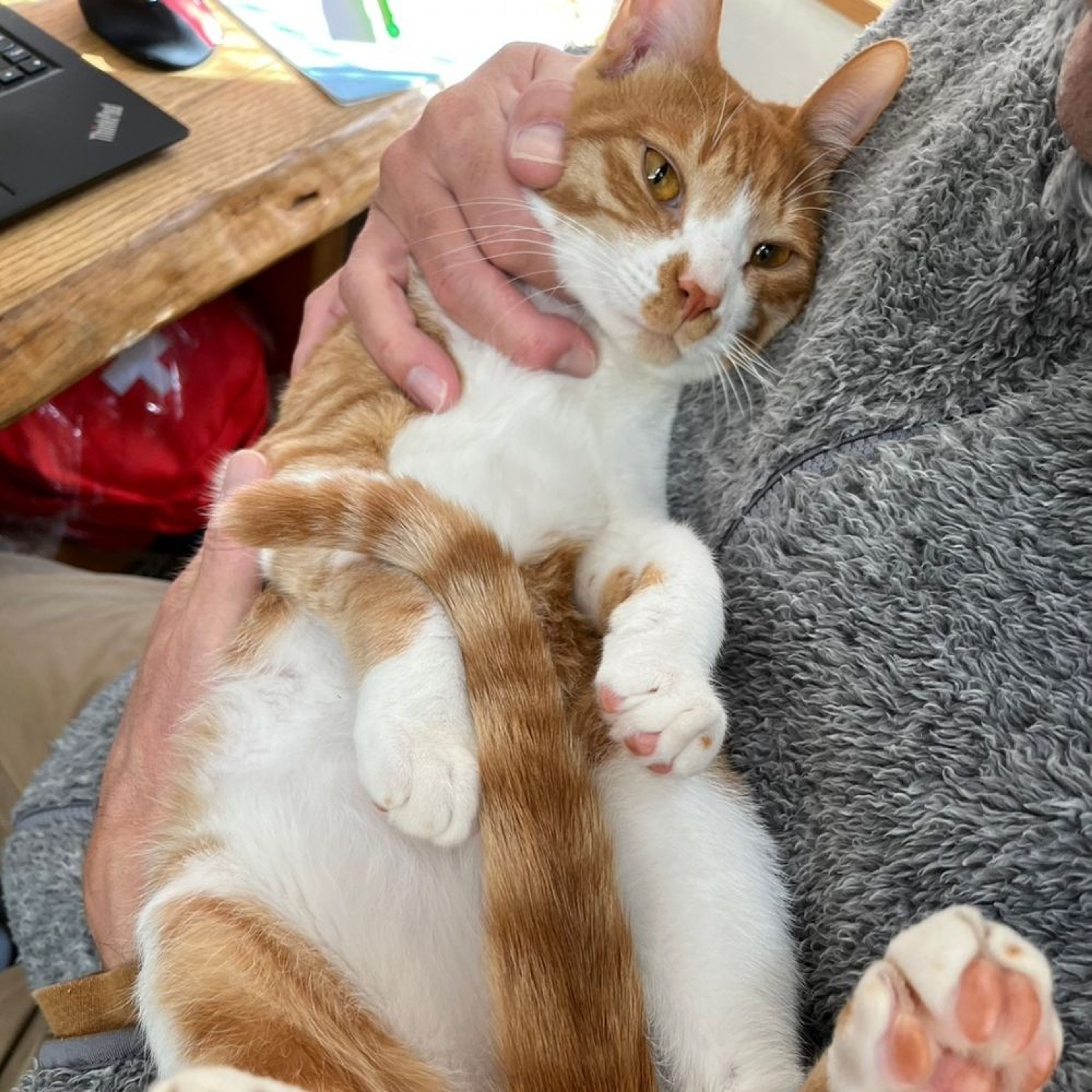 pet-image-3