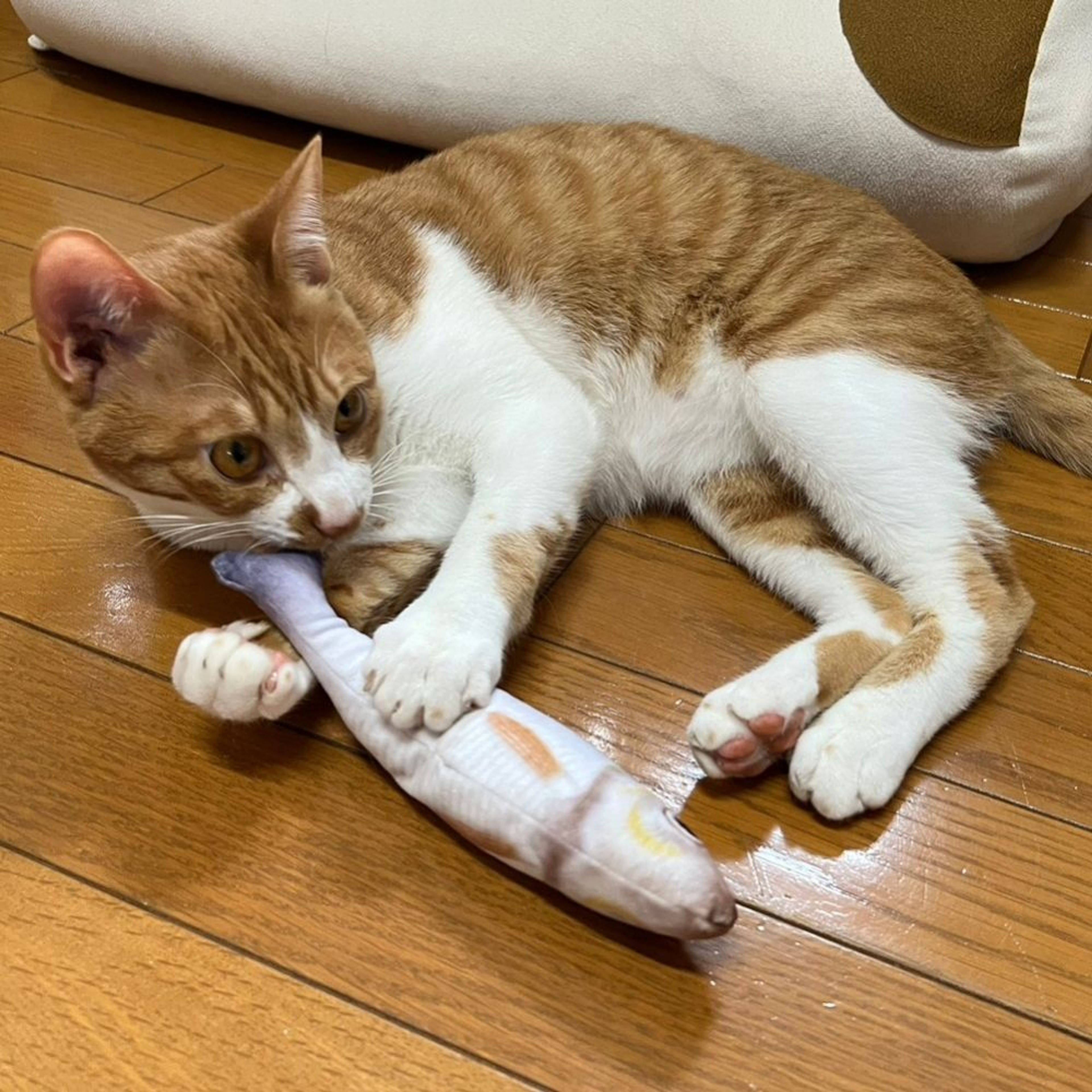 pet-image-4