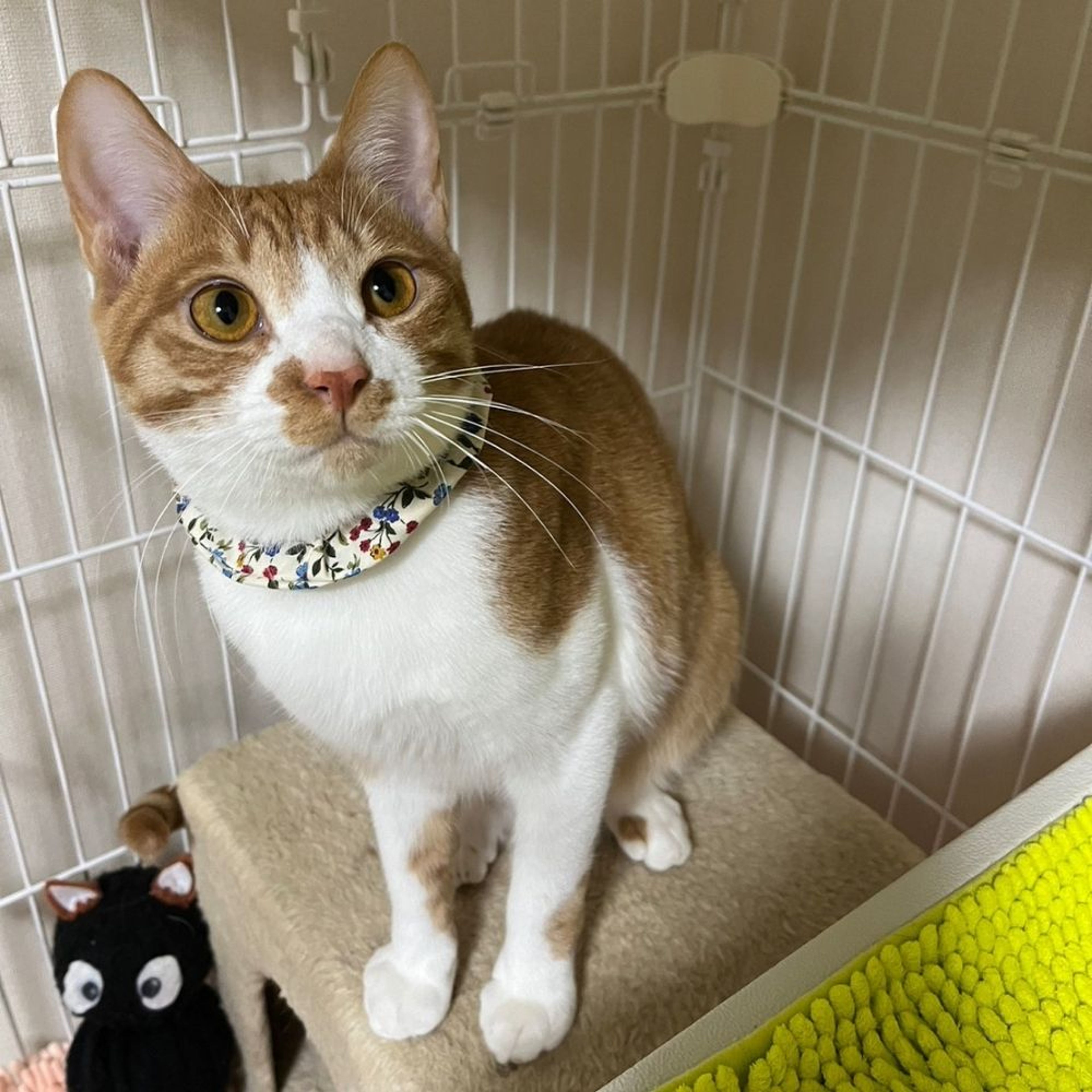 pet-image-5