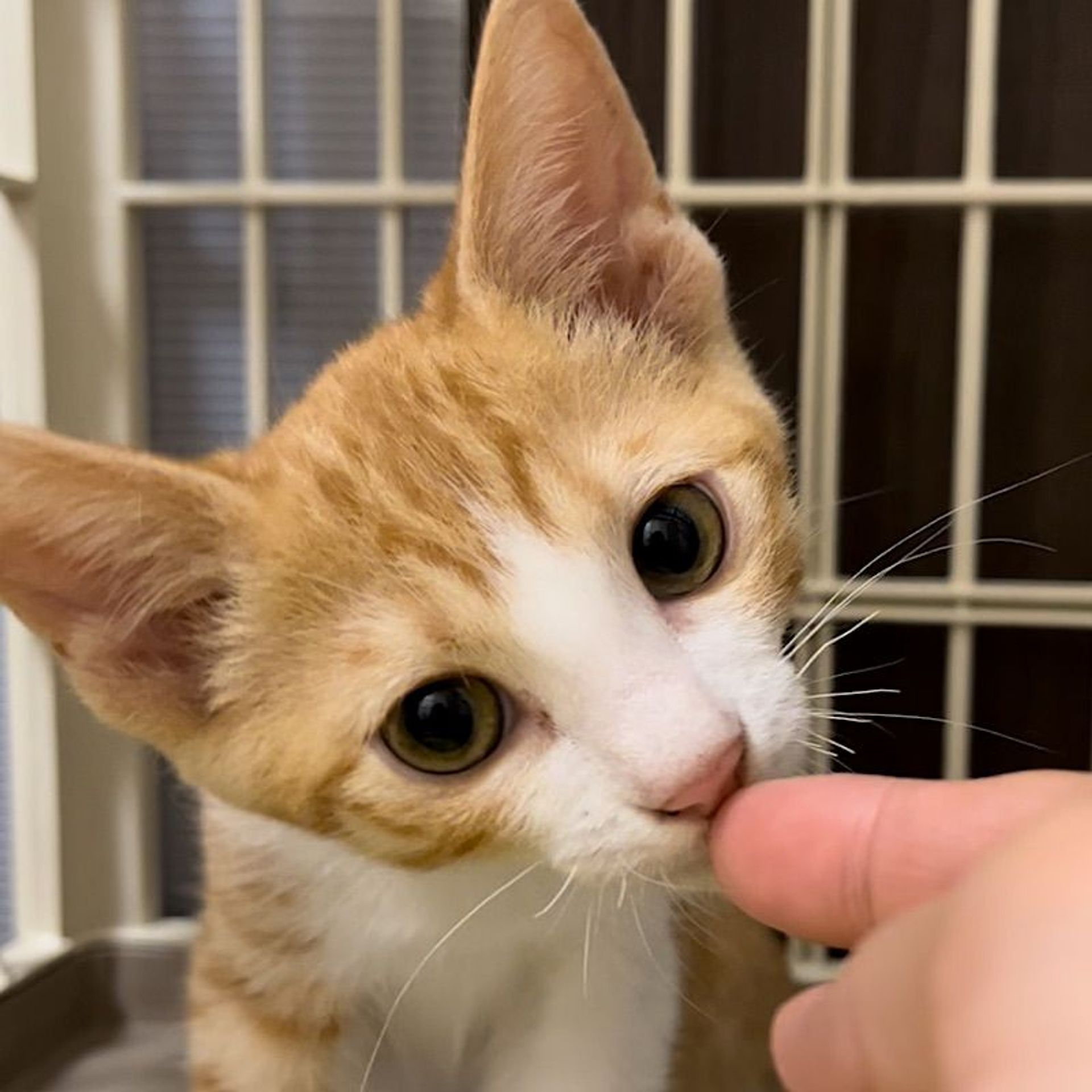 雑種（ミックス猫）・オスの里親募集の写真