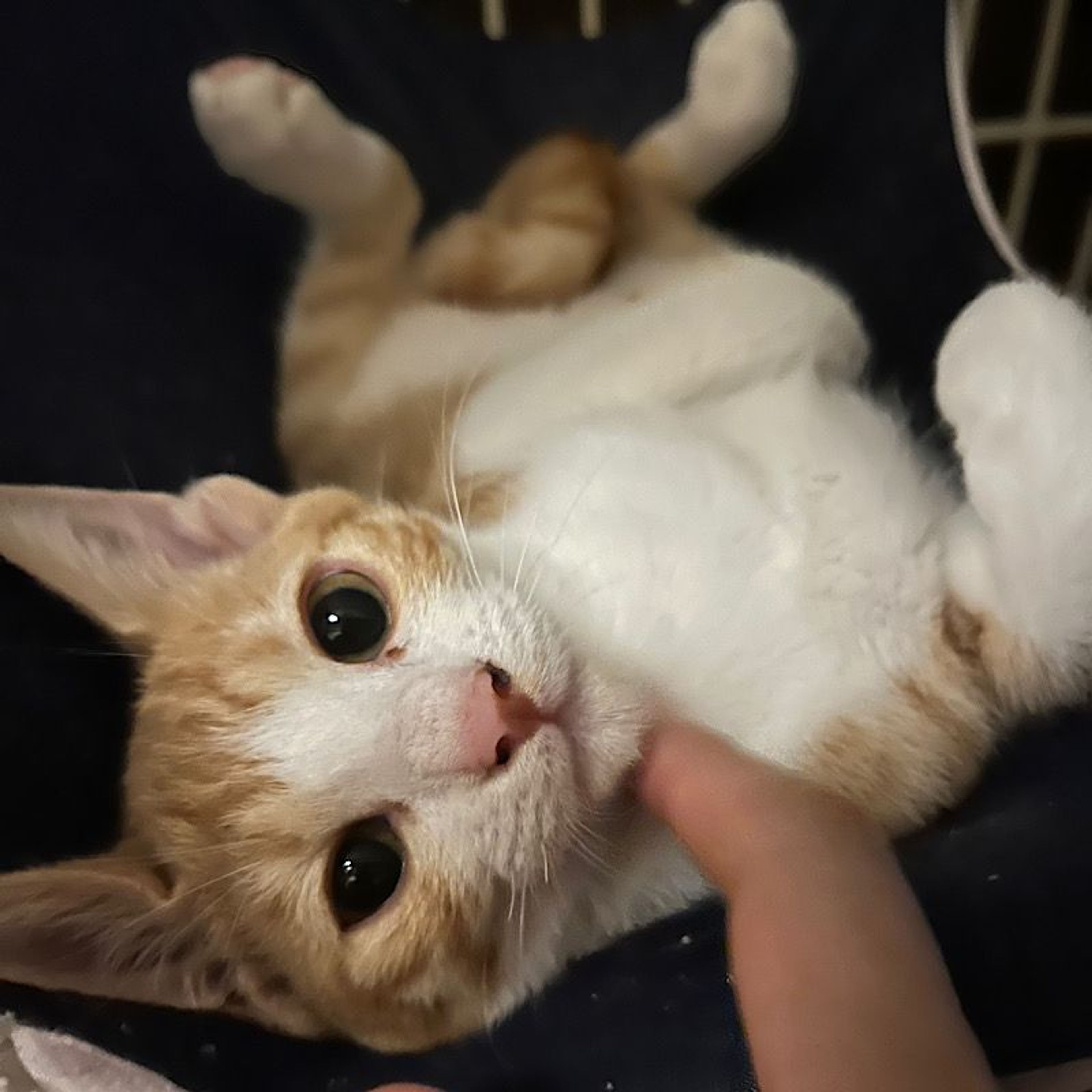 pet-image-2