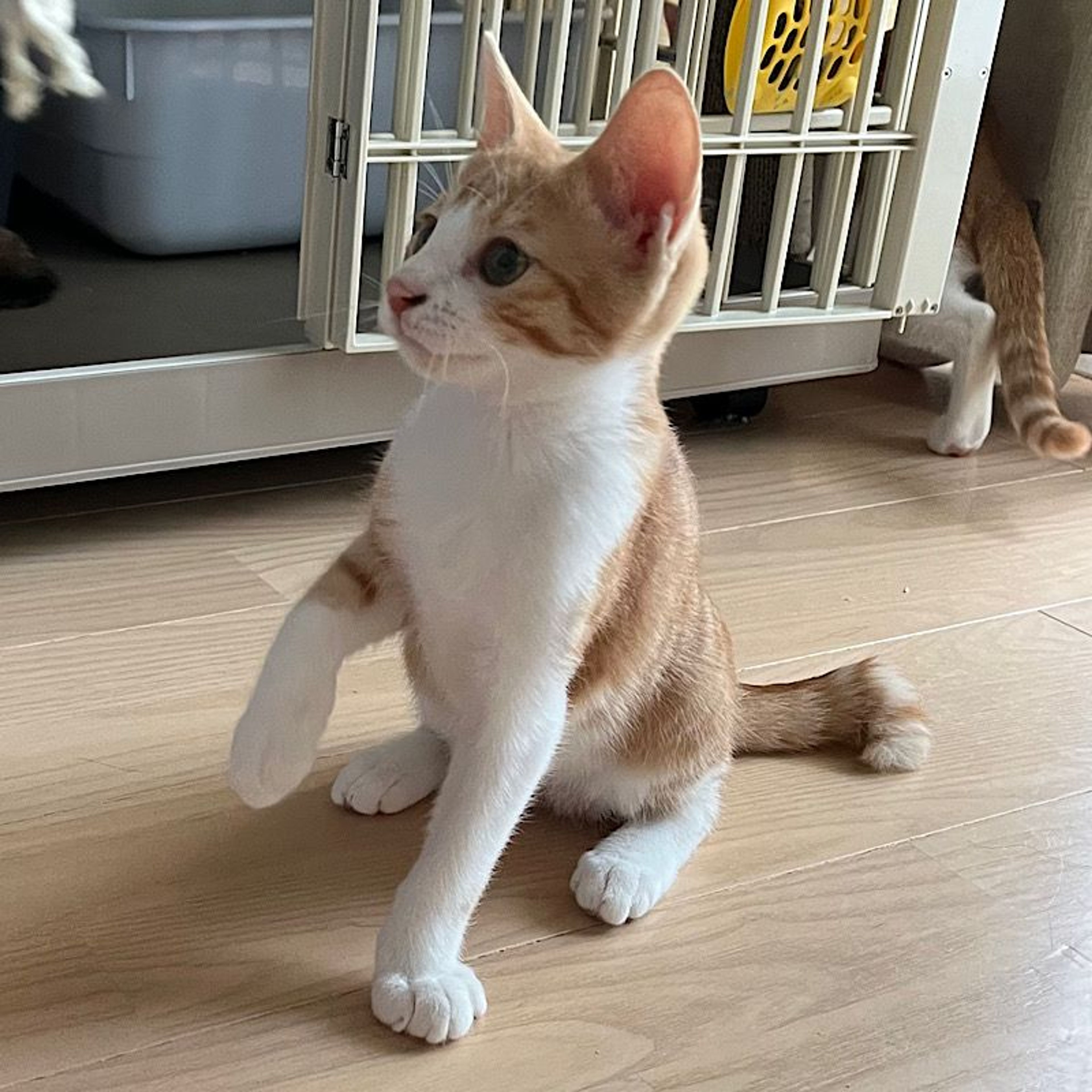 pet-image-3