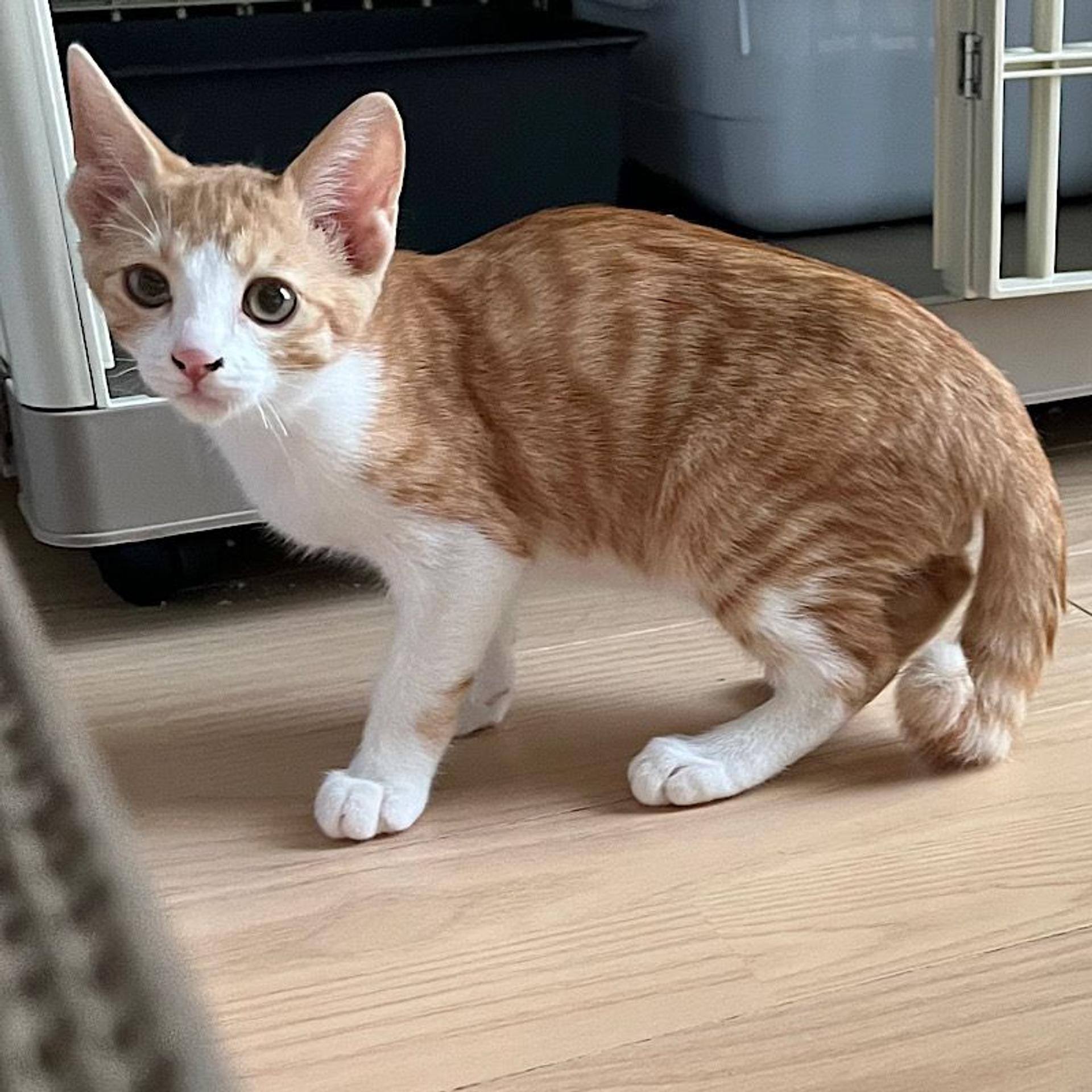 pet-image-4