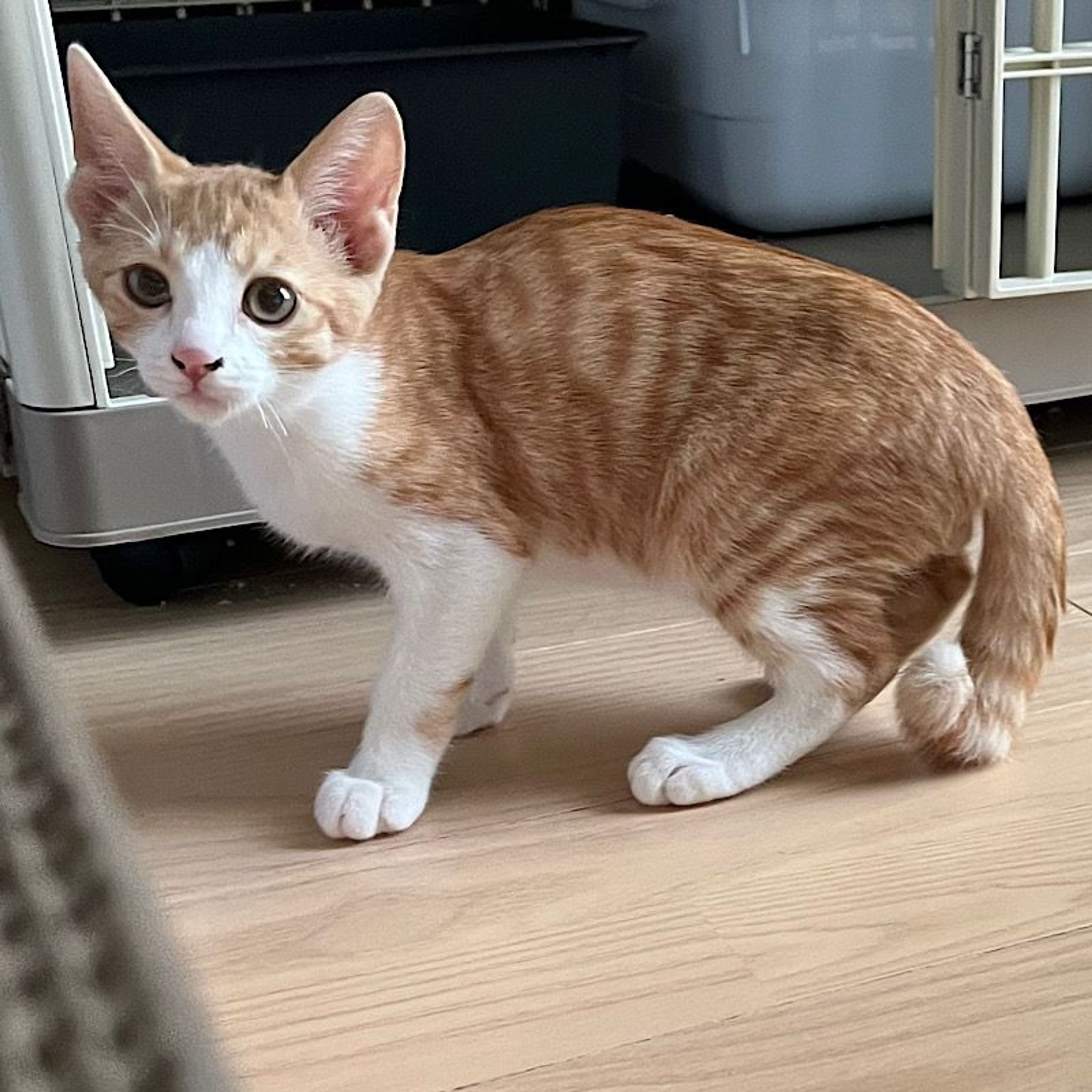 pet-image-4