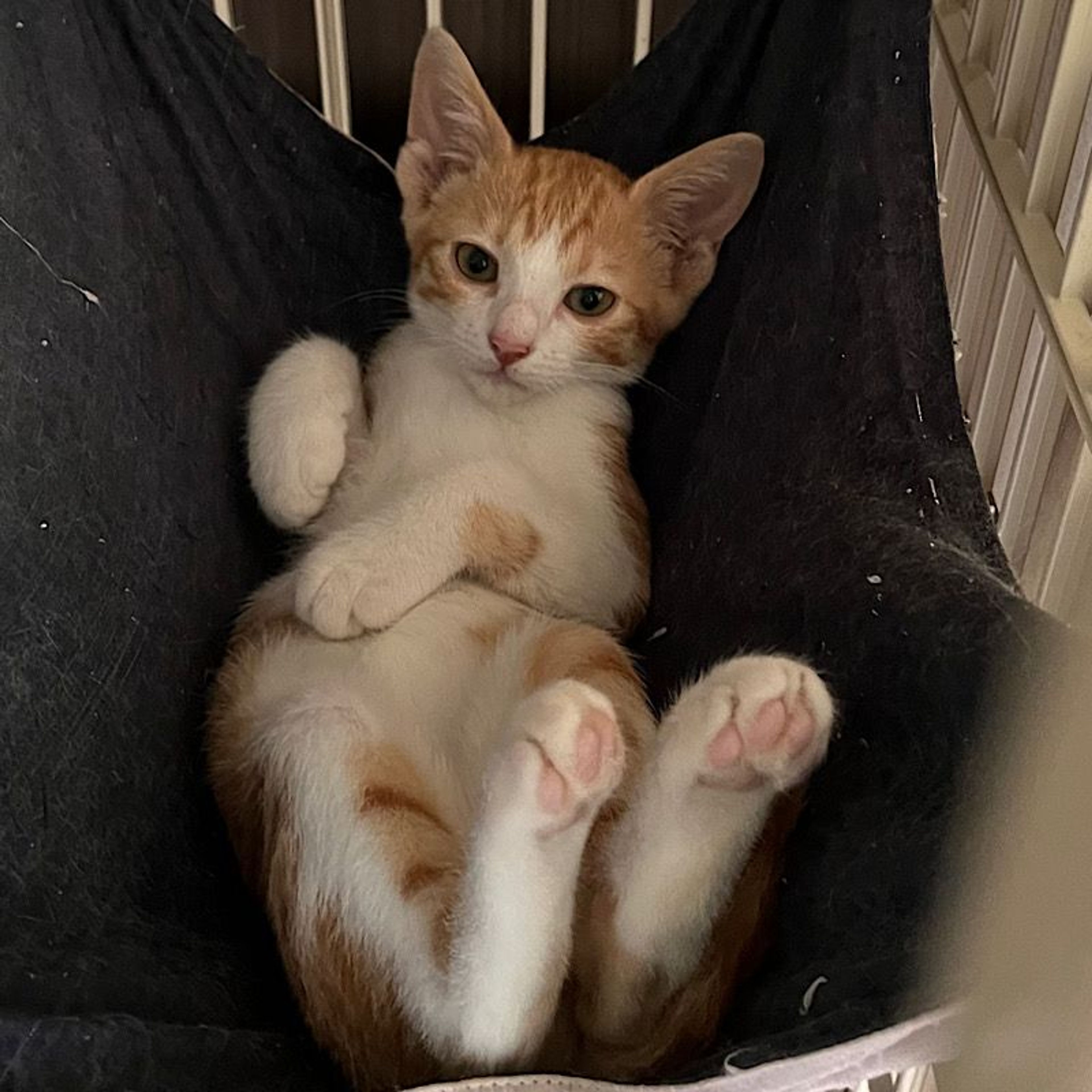 pet-image-5