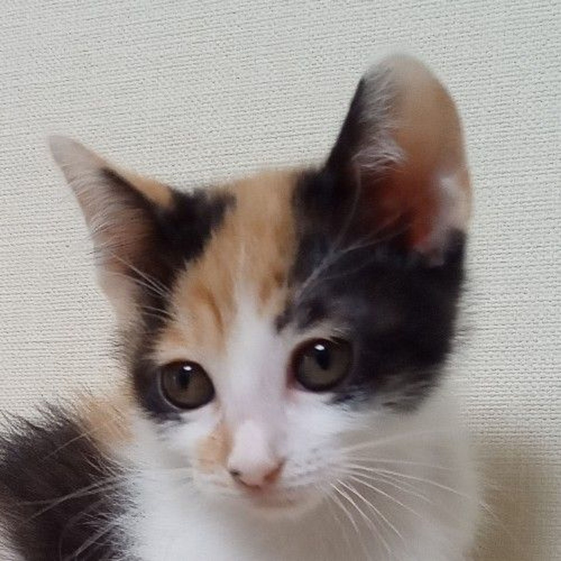 雑種（ミックス猫）・メスの里親募集の写真