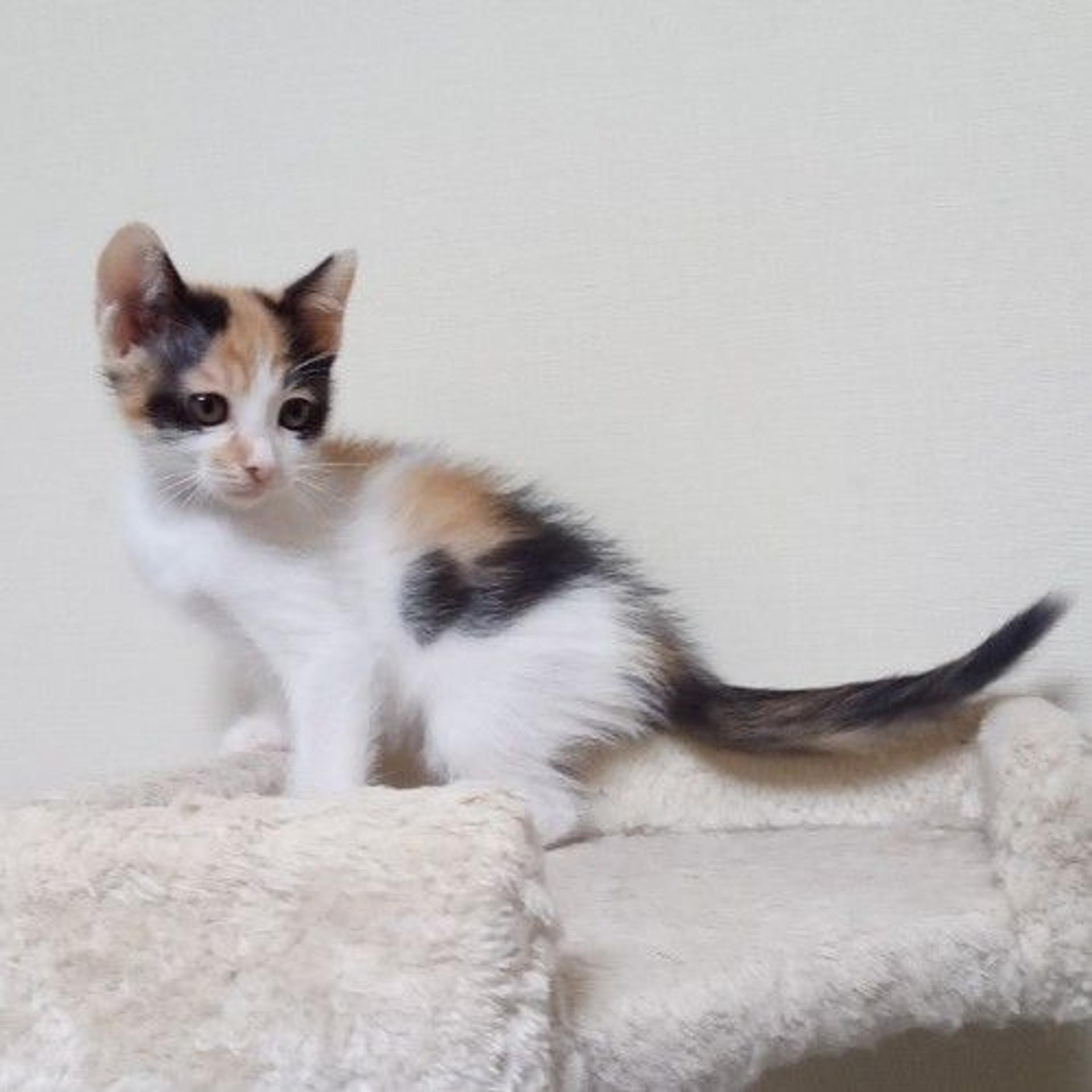 pet-image-4