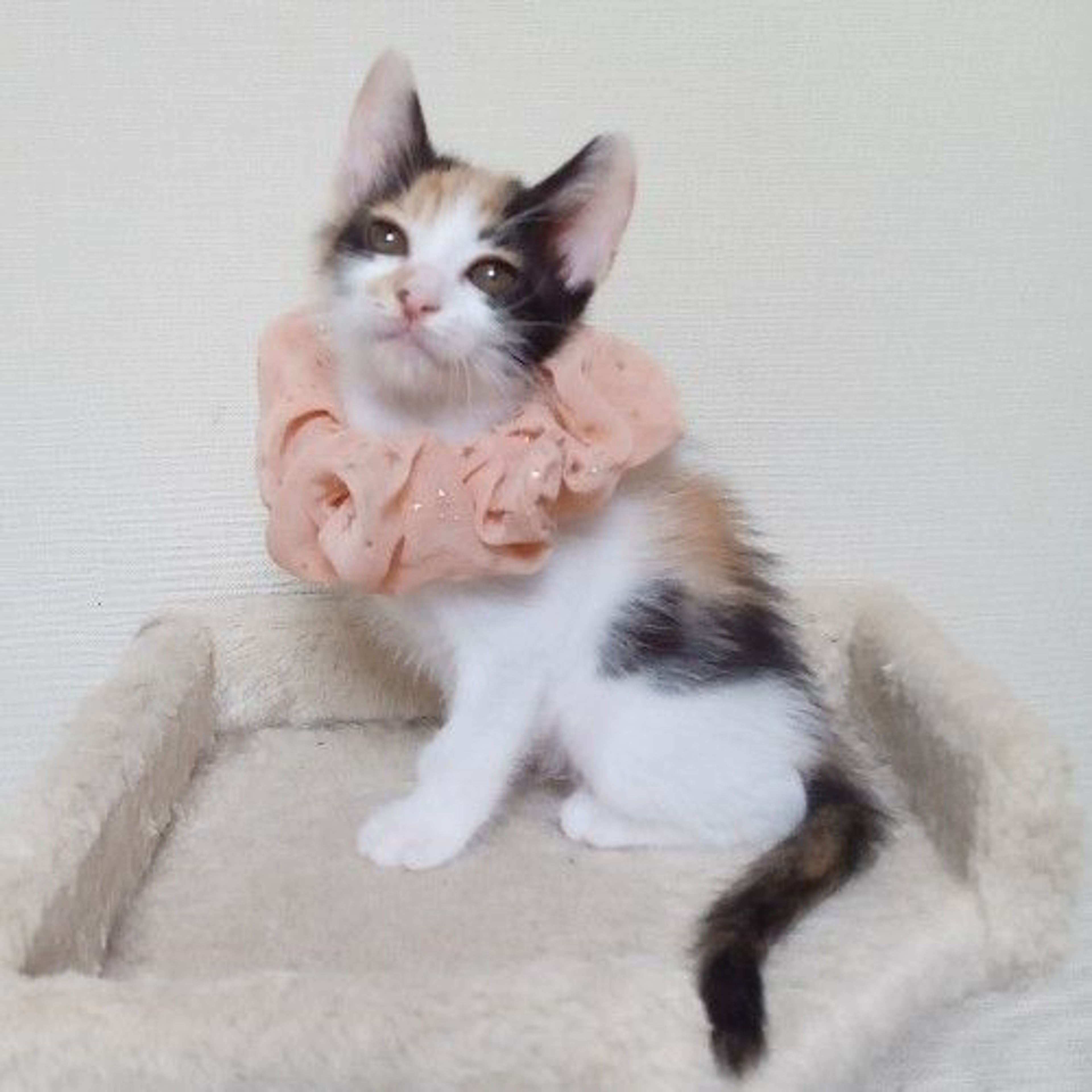pet-image-5
