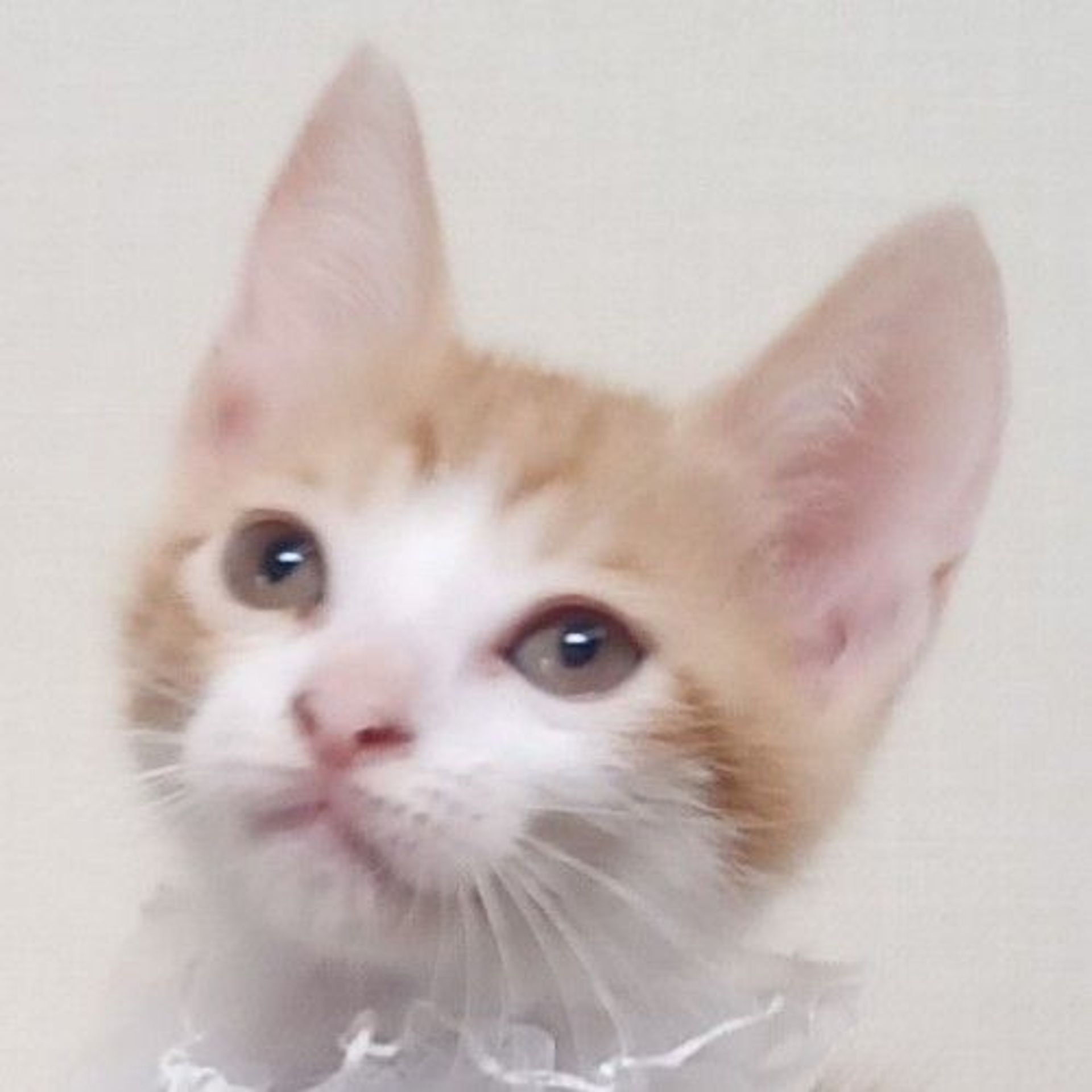 雑種（ミックス猫）・メスの里親募集の写真