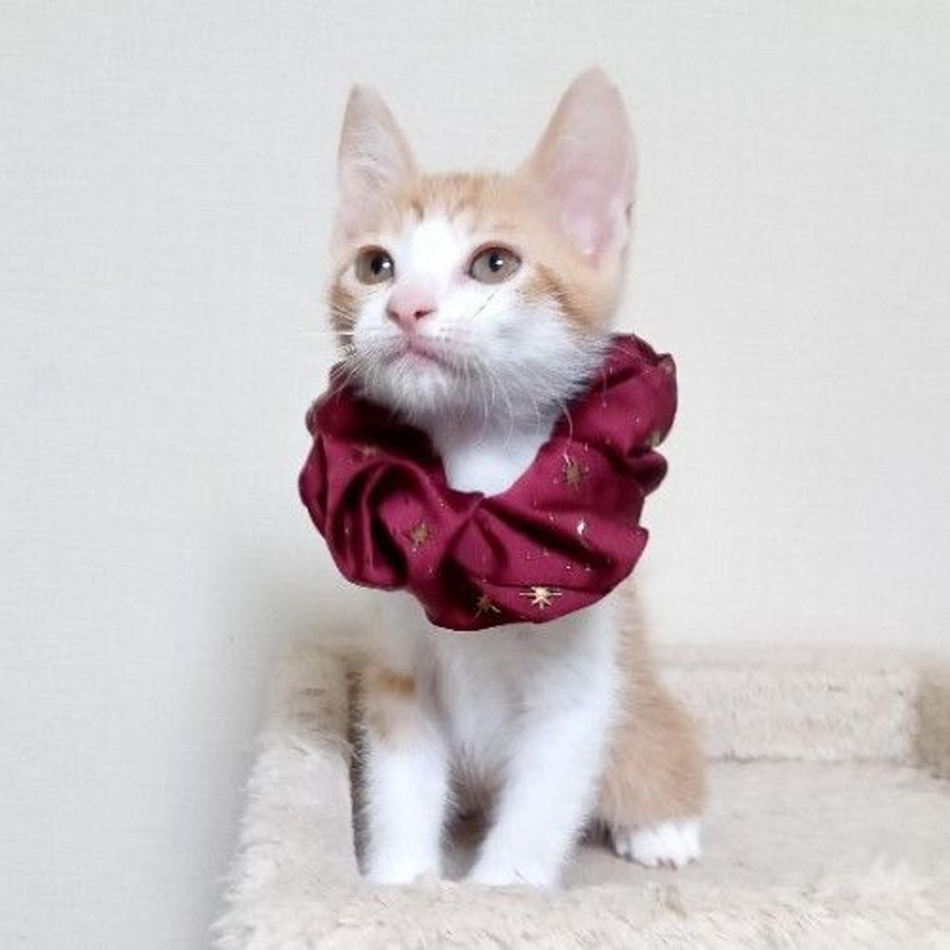 pet-image-4