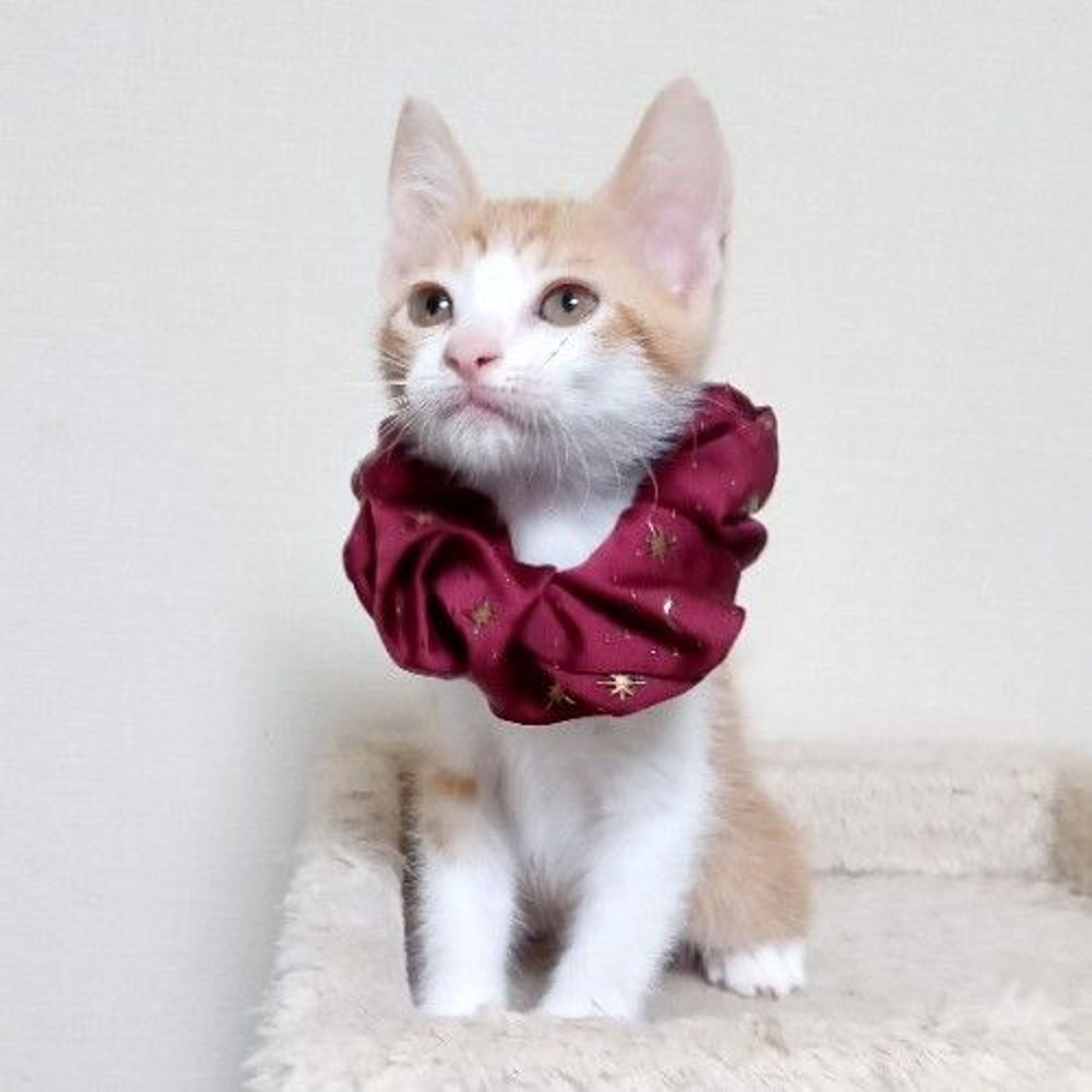 pet-image-4