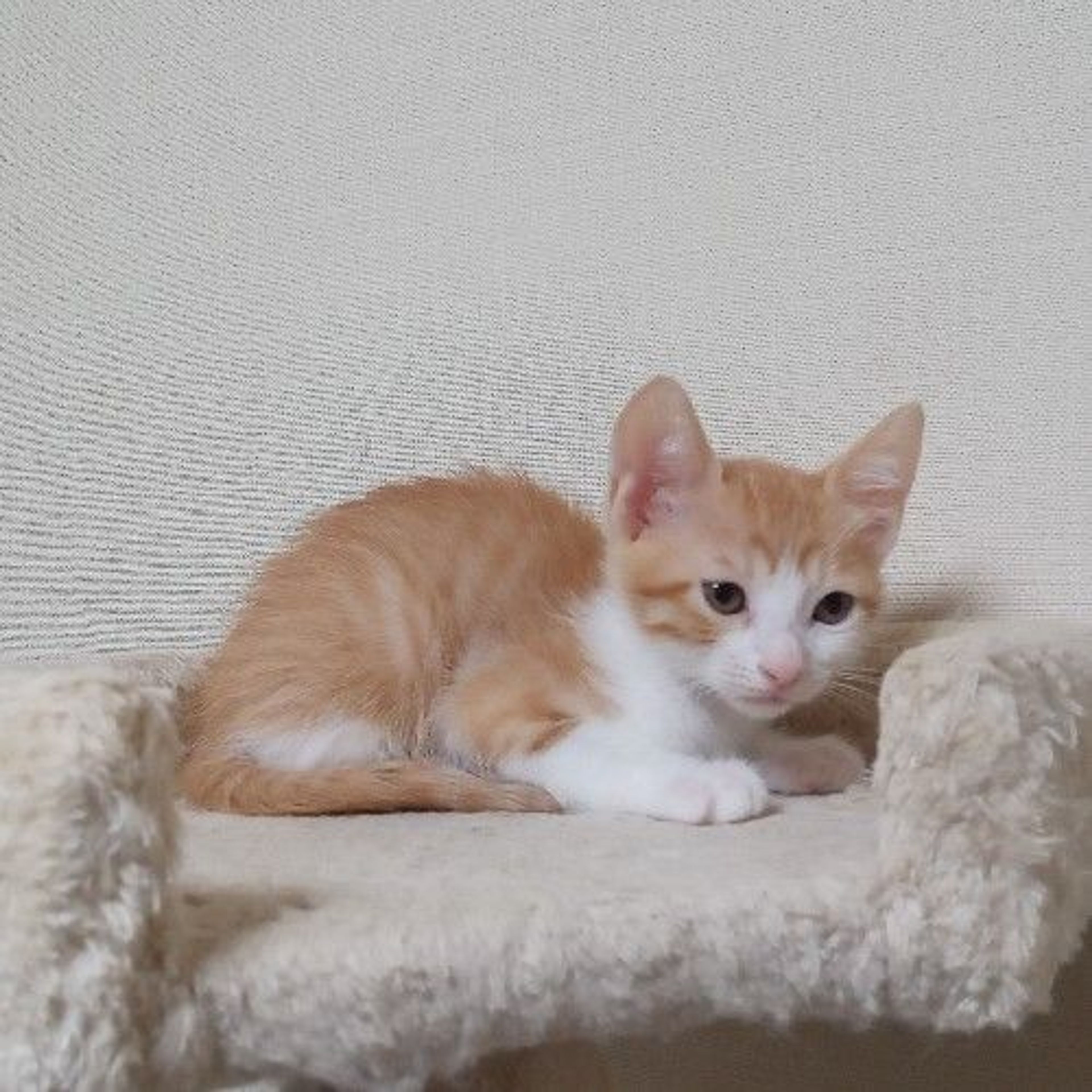 pet-image-5