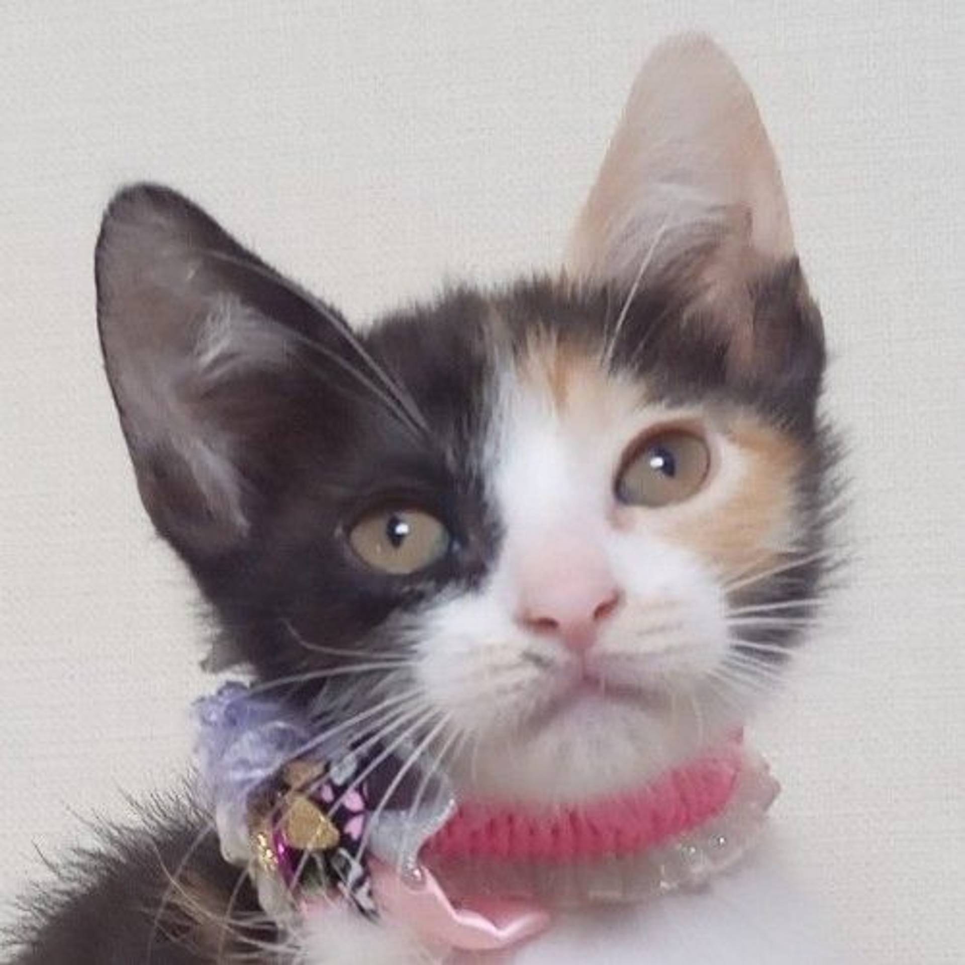 雑種（ミックス猫）・メスの里親募集の写真
