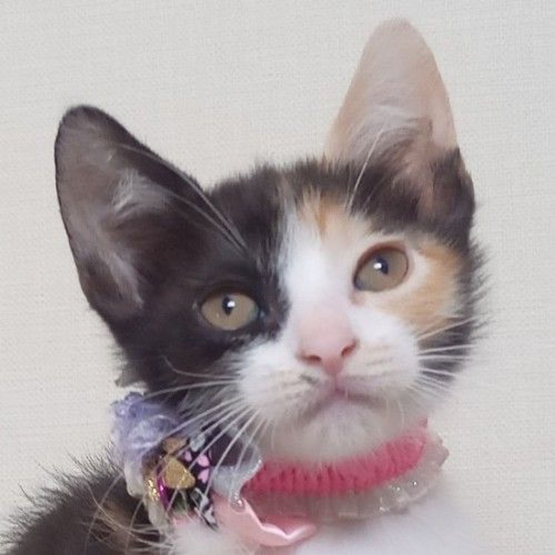 雑種（ミックス猫）・メスの里親募集の写真