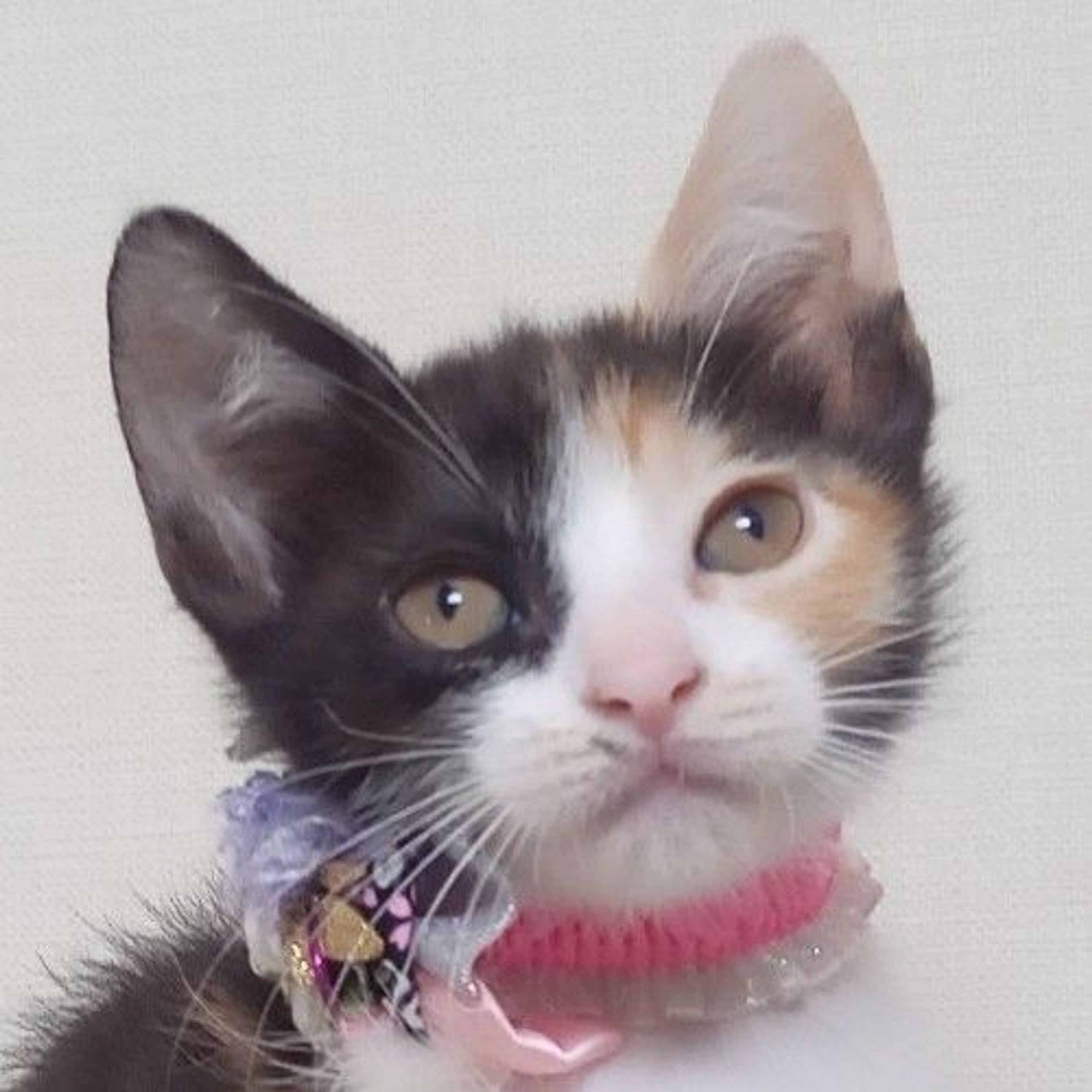 雑種（ミックス猫）・メスの里親募集の写真