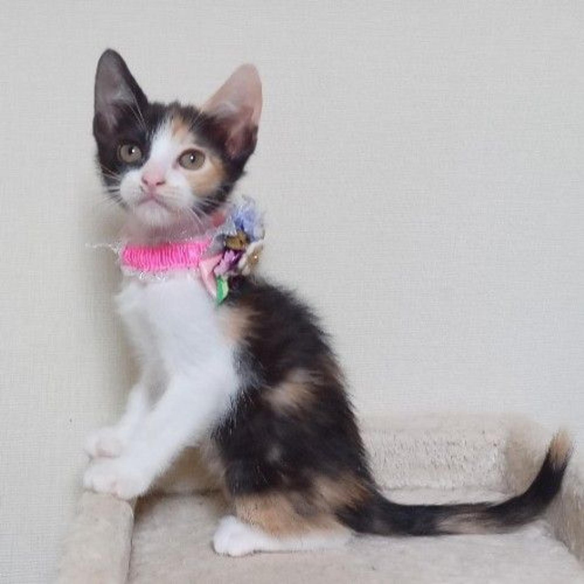 pet-image-3